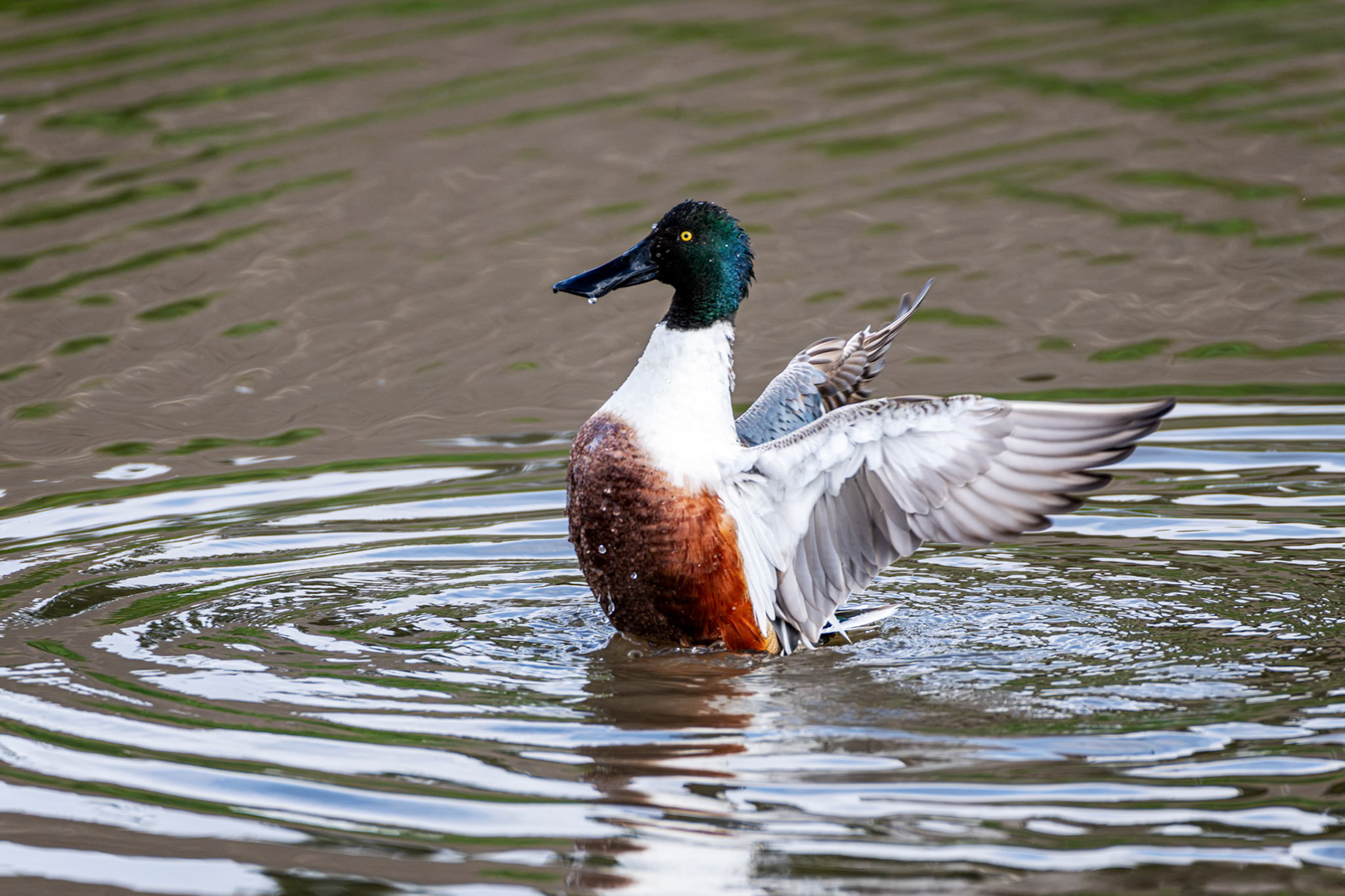 Northern Shoveler