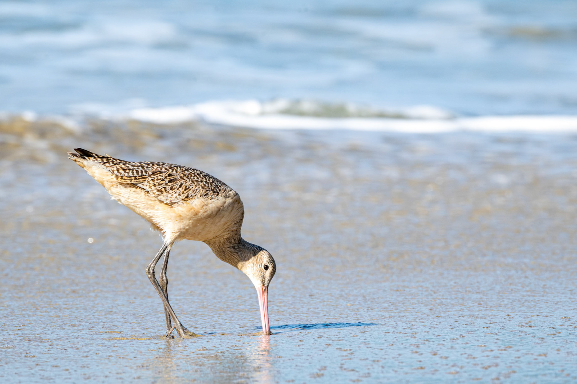 Marbled Godwit