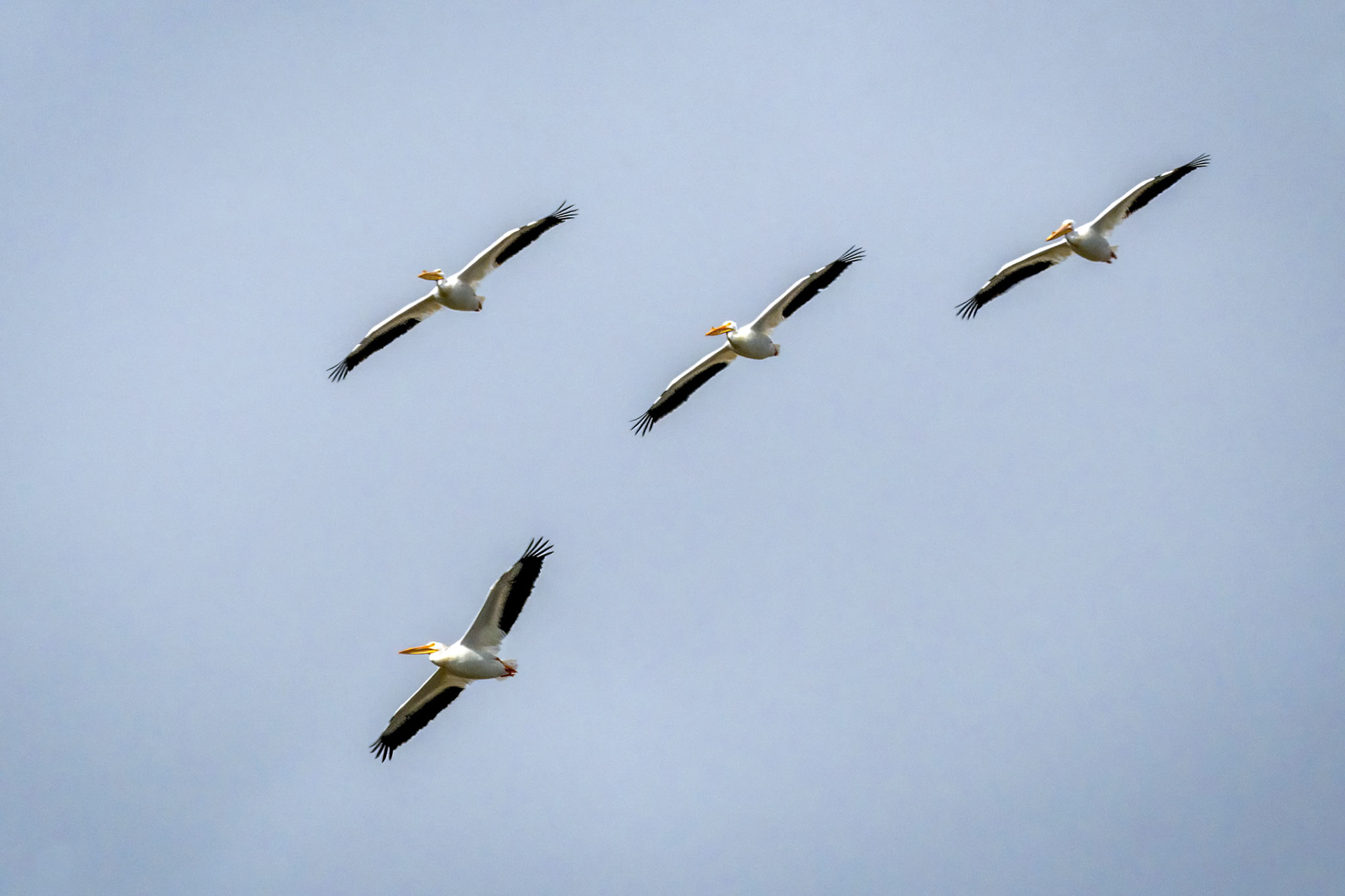 American White Pelicans