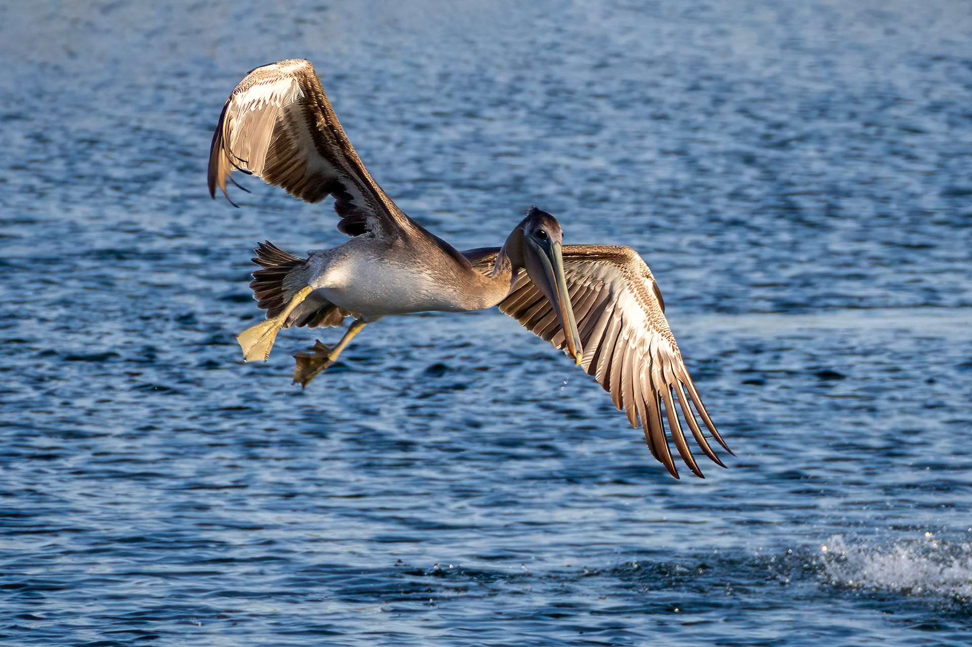 Brown Pelican