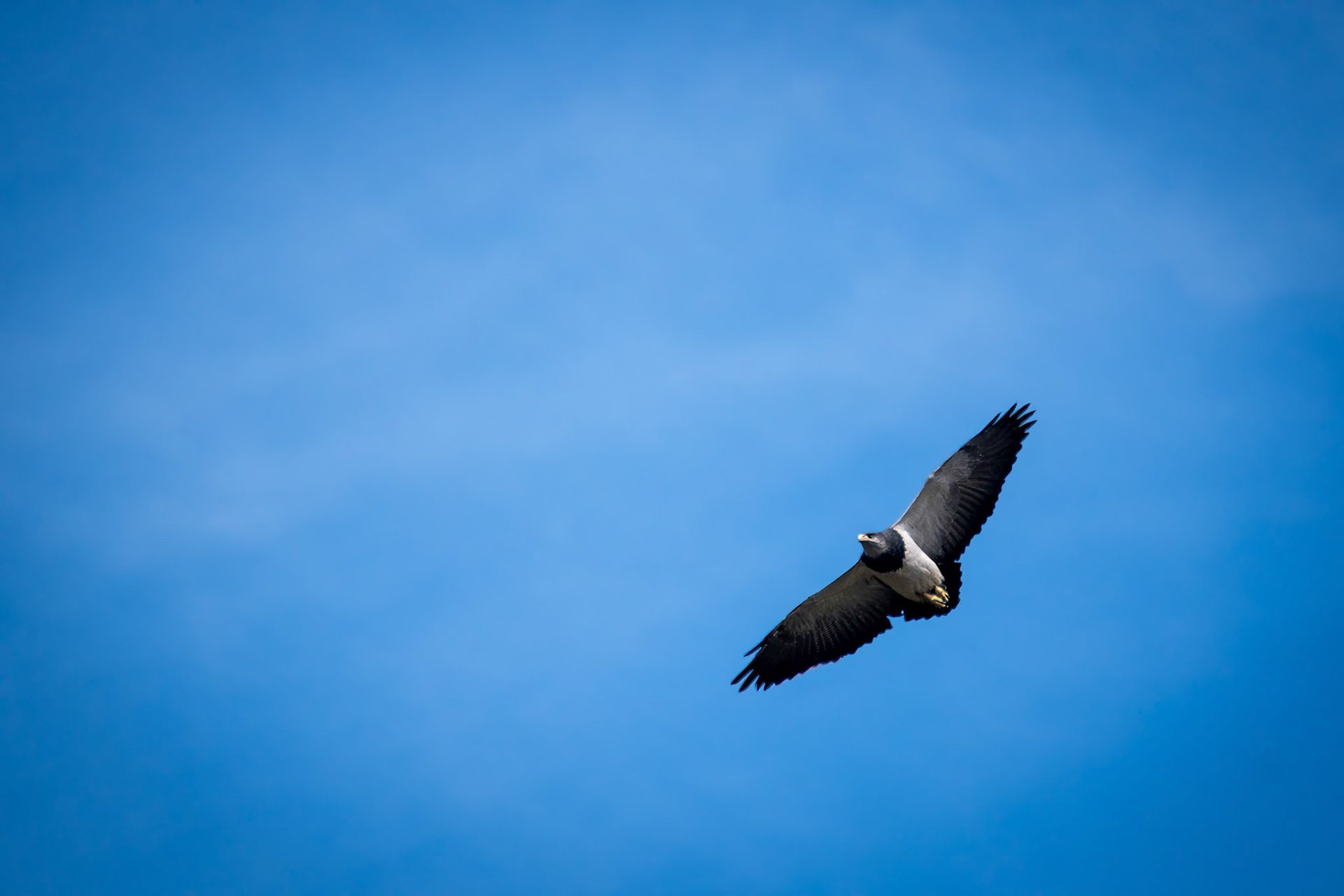 Black-chested Buzzard-eagle