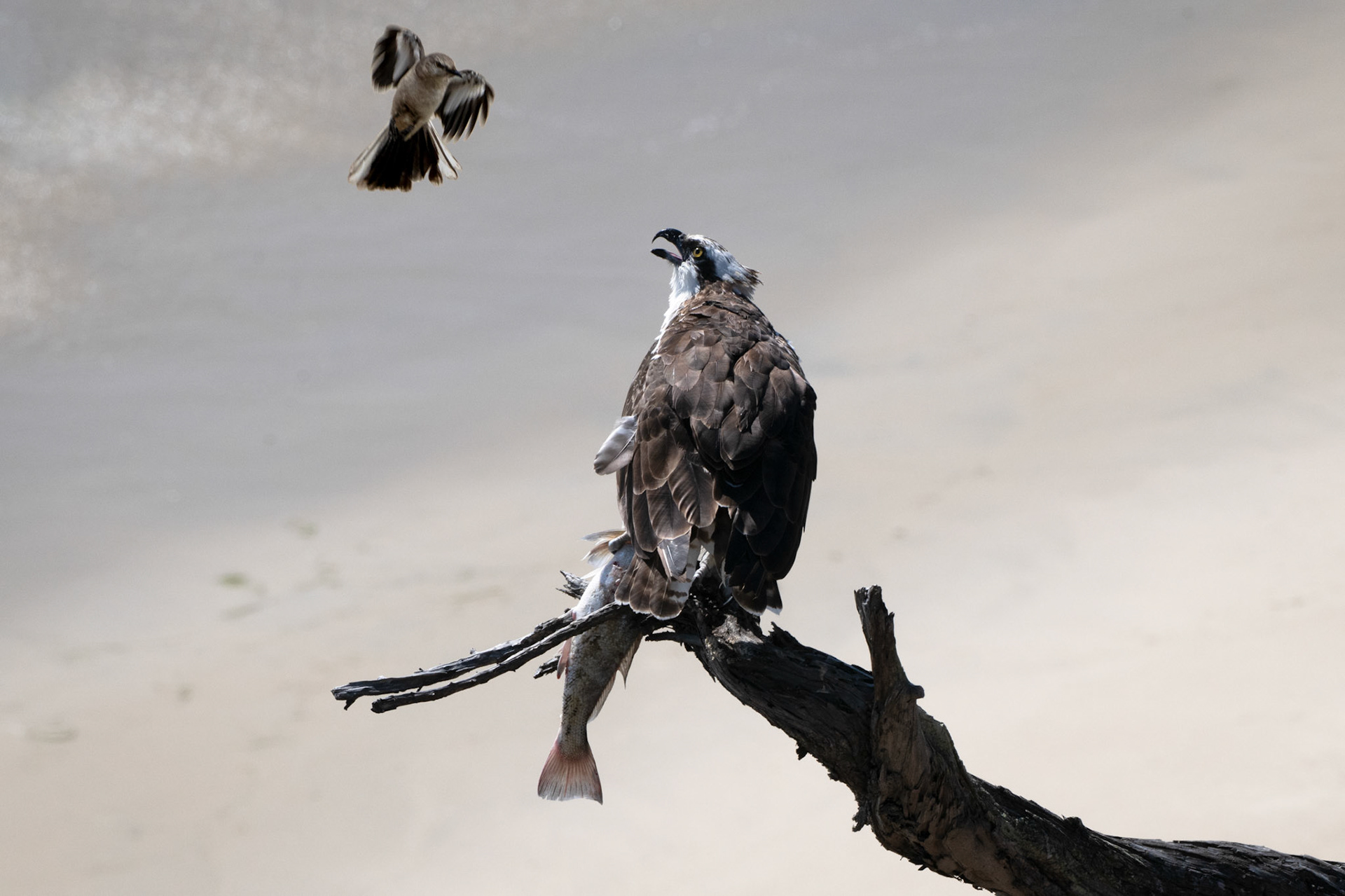 Mockingbird Taunting Osprey