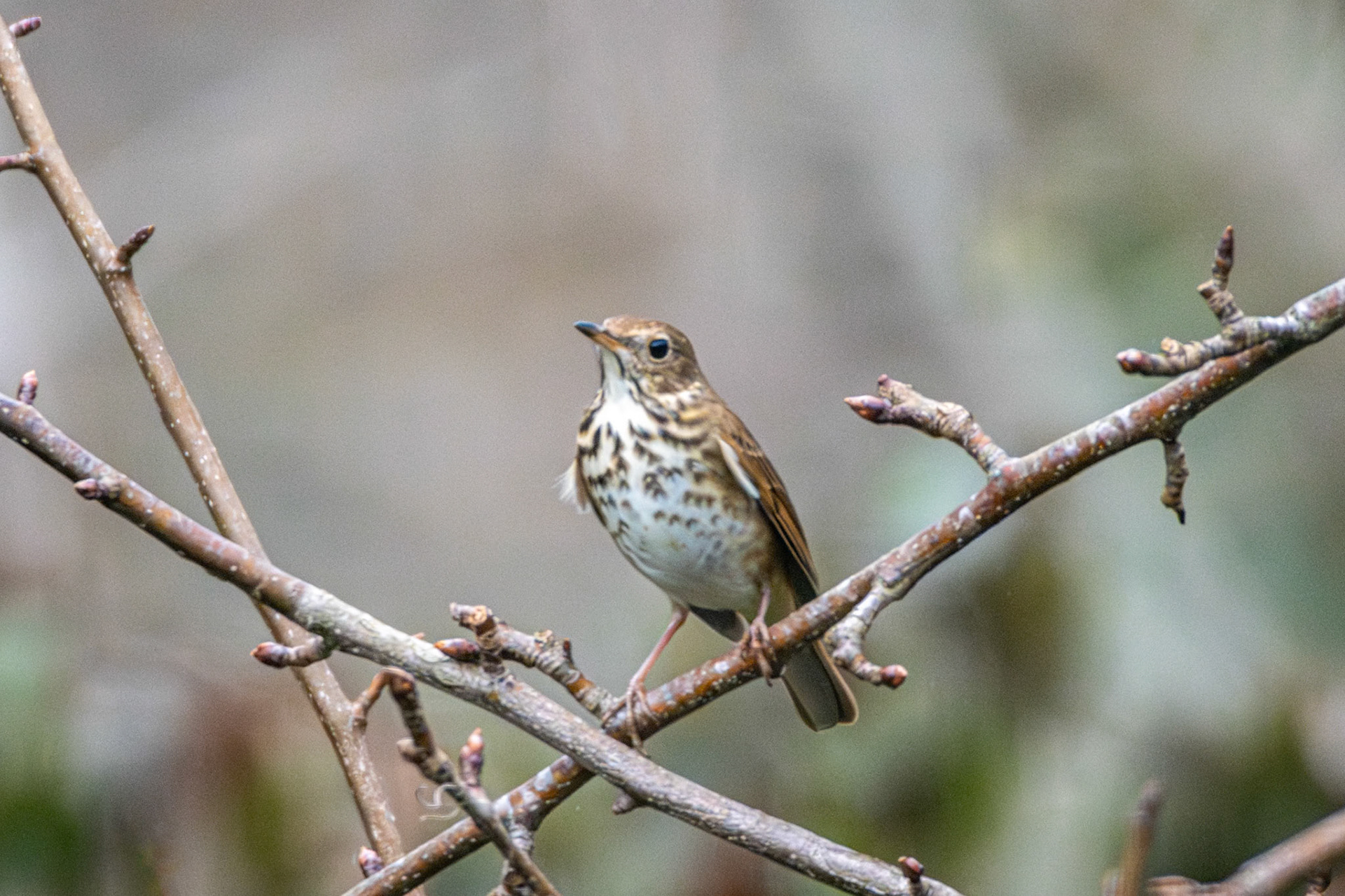 Hermit Thrush