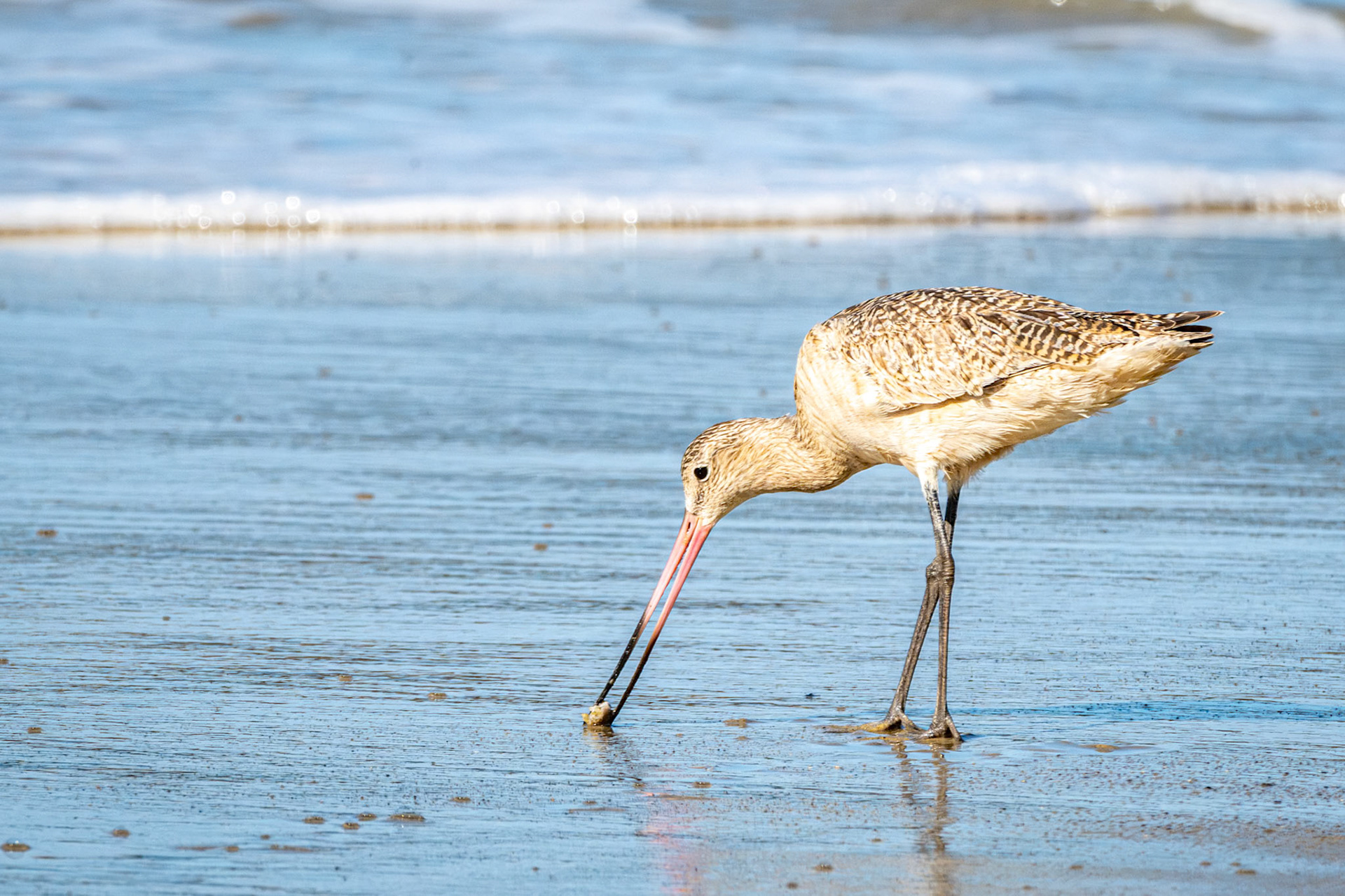 Marbled Godwit
