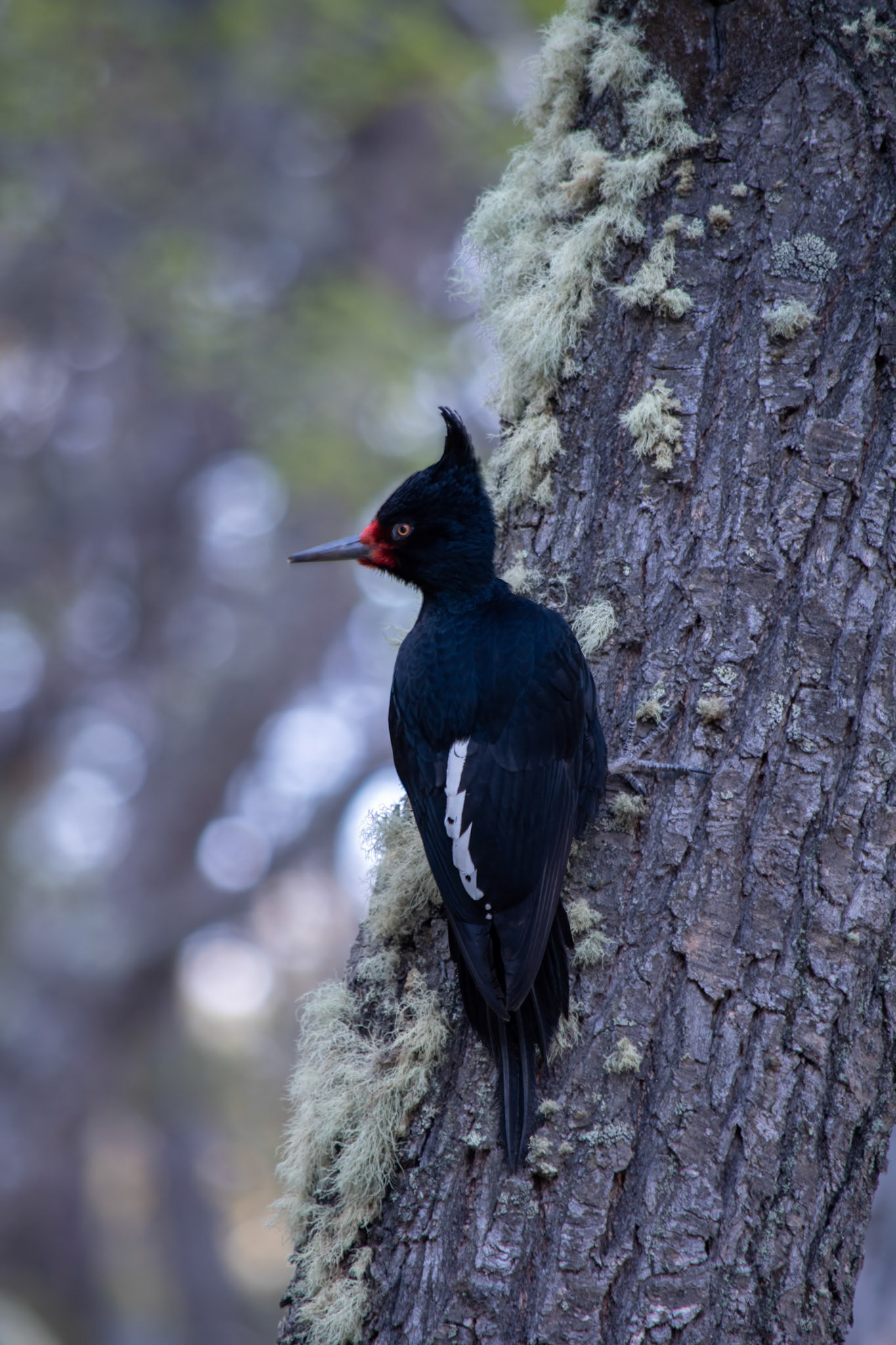 Magellanic Woodpecker