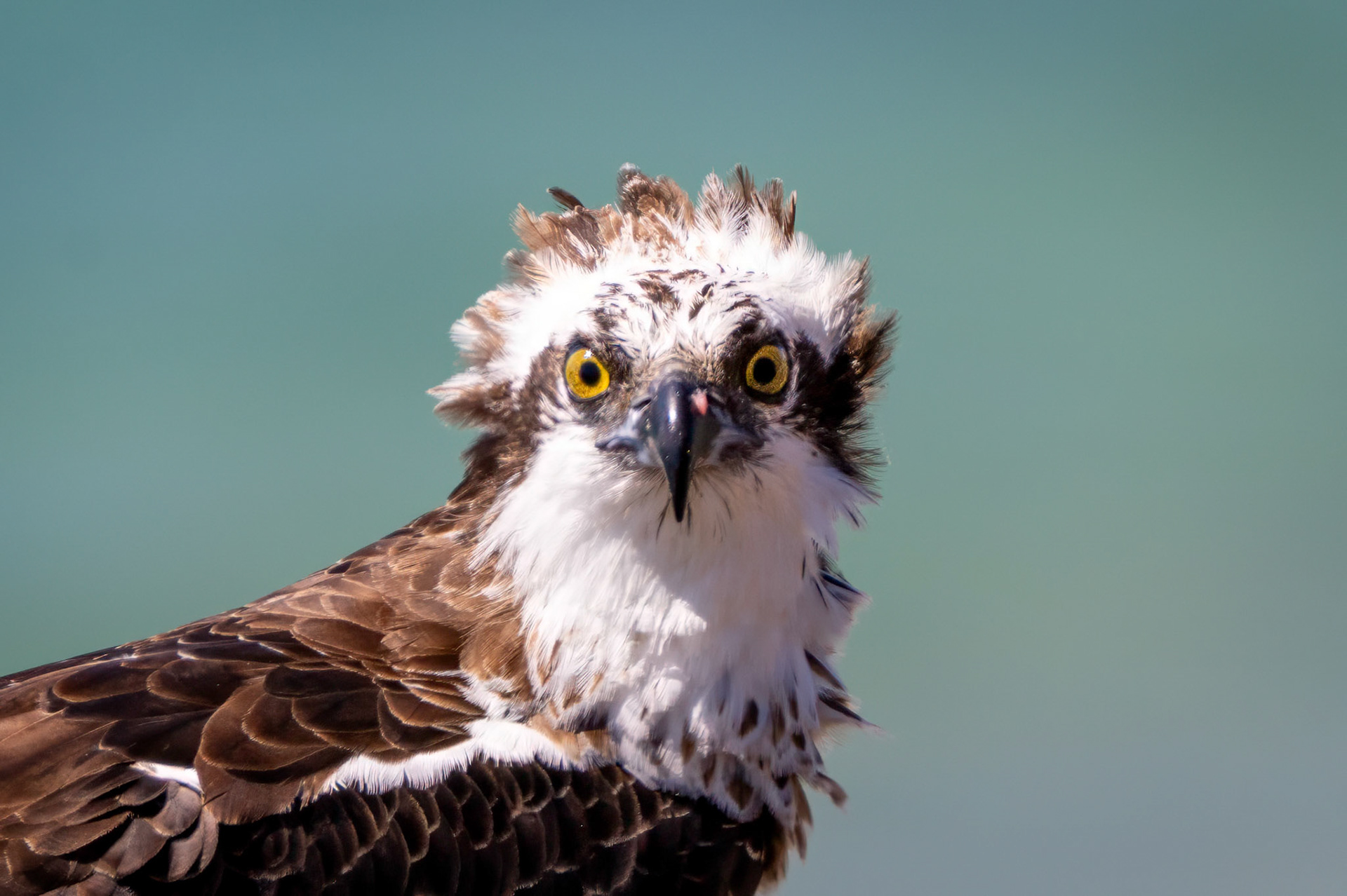 Osprey