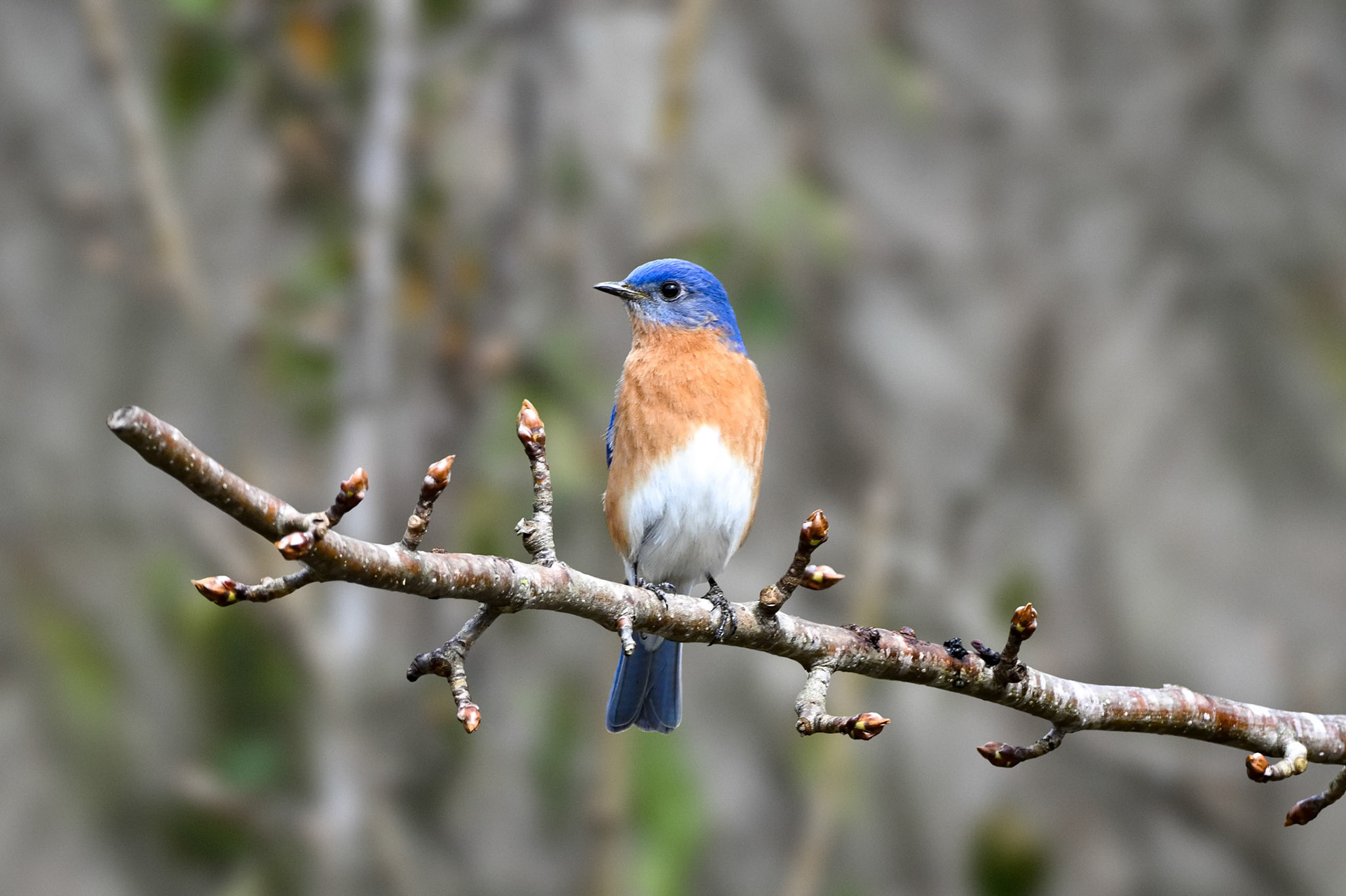Eastern Bluebird