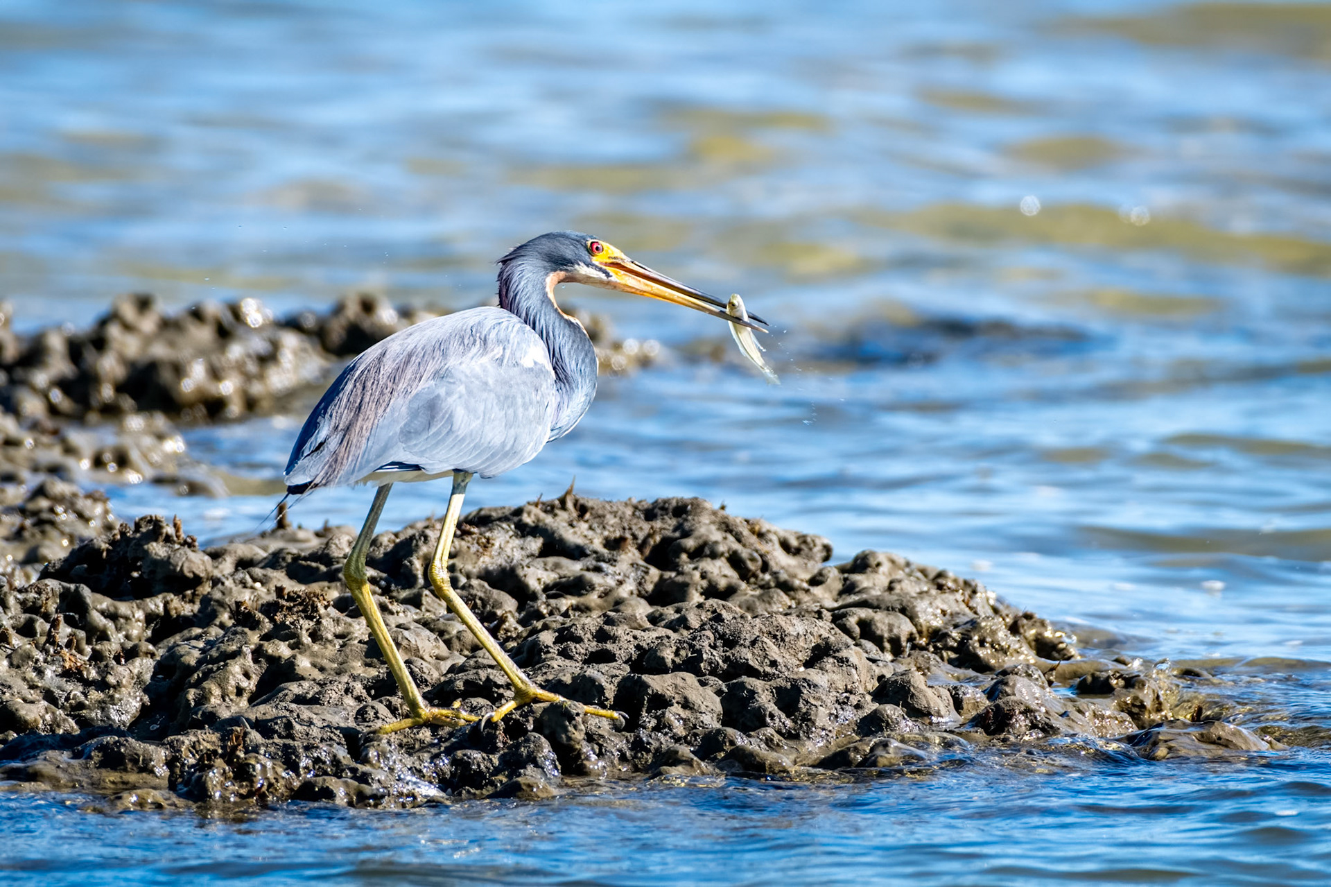 Tricolored Heron Captures Fish