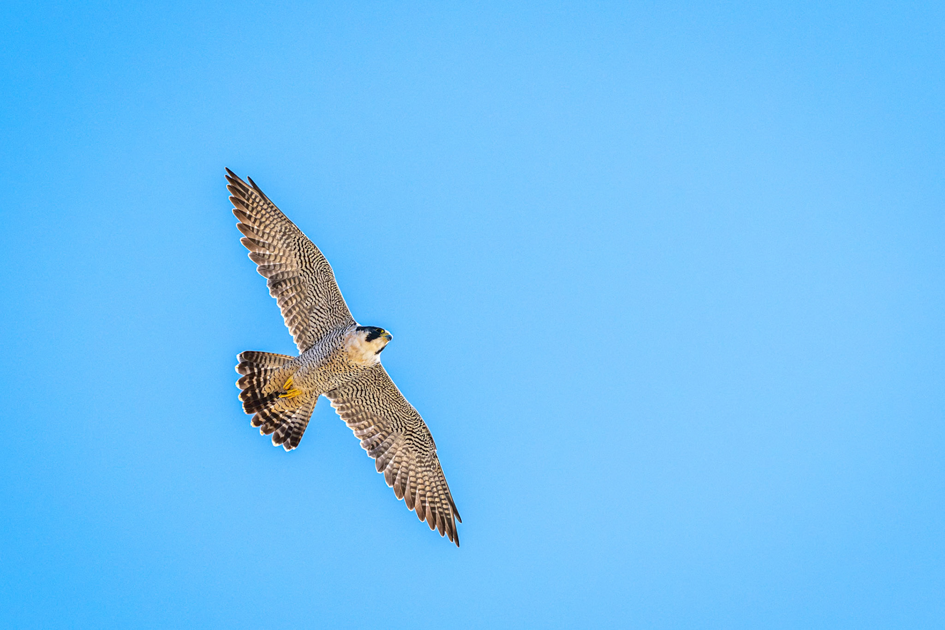 Peregrine Falcon