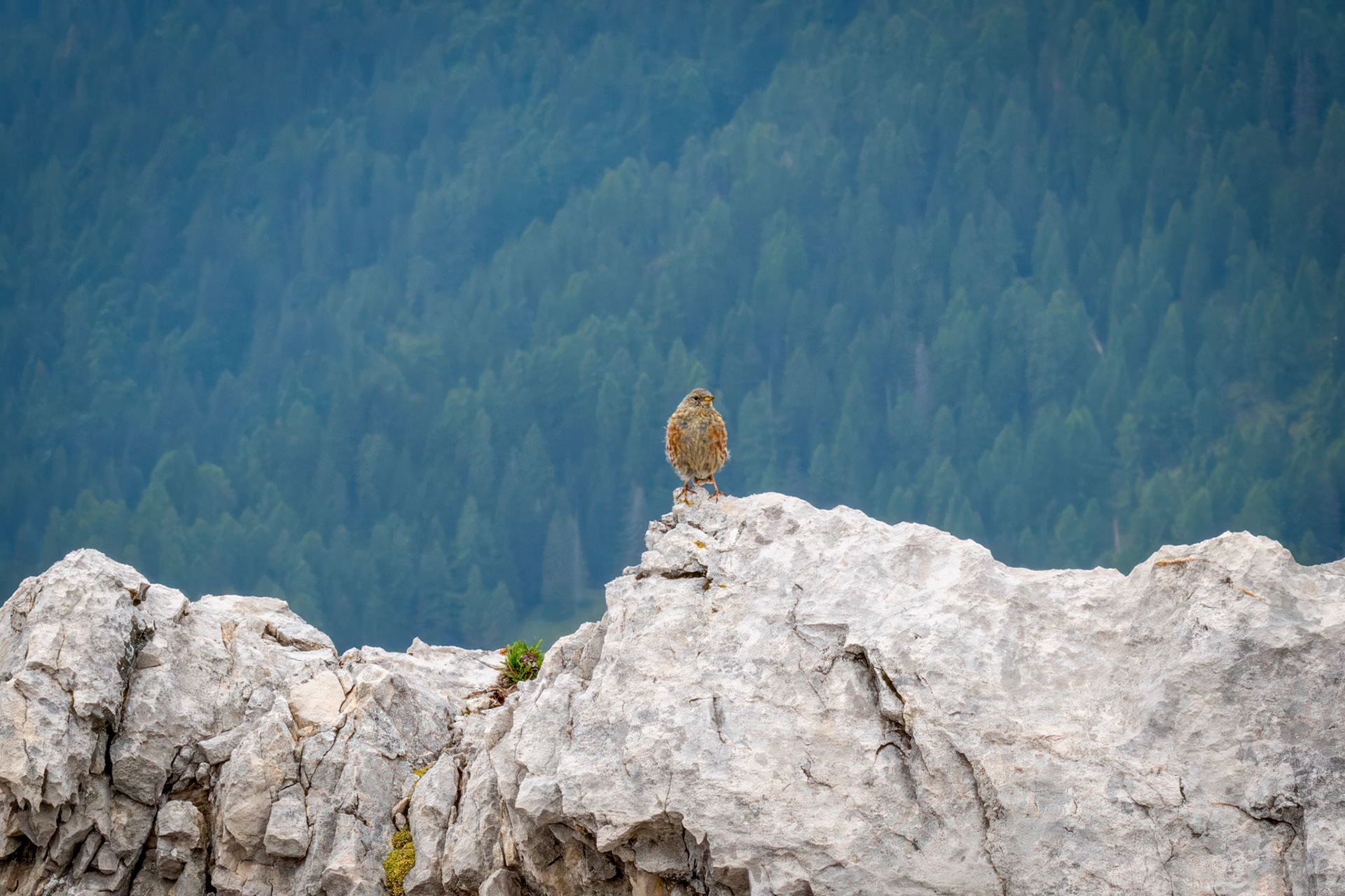 Alpine Accentor