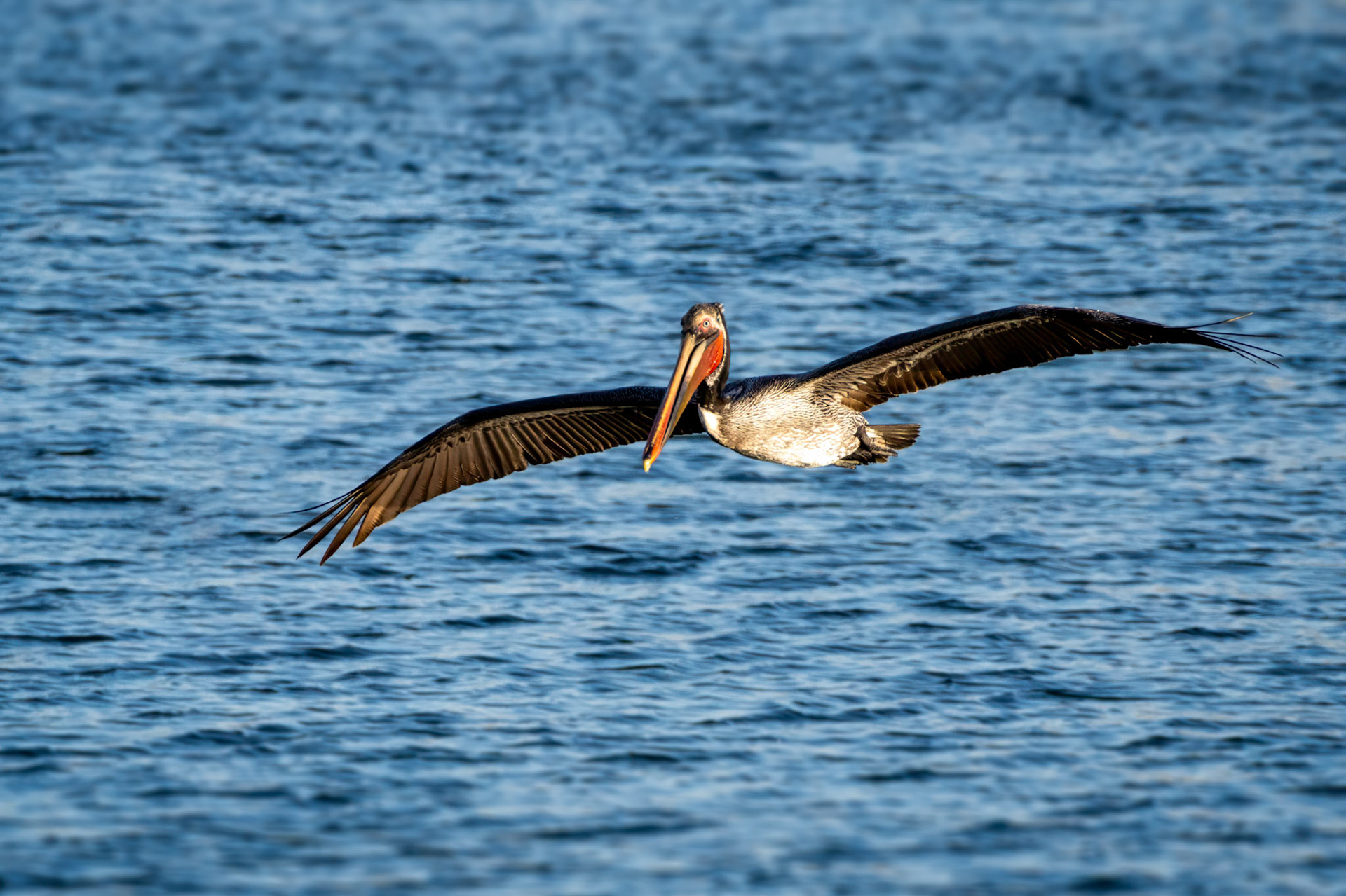 California Brown Pelican in Flight
