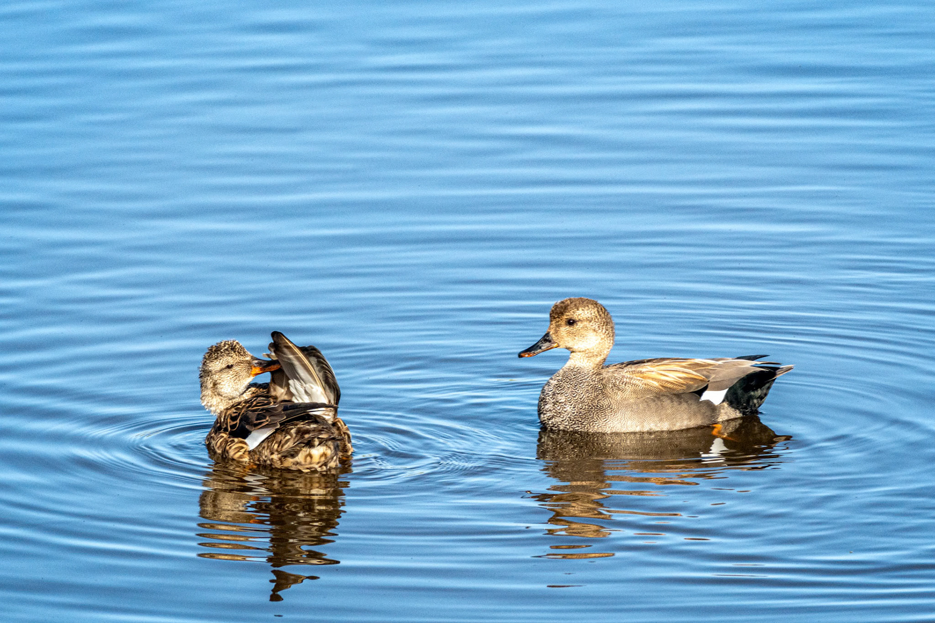 Gadwall