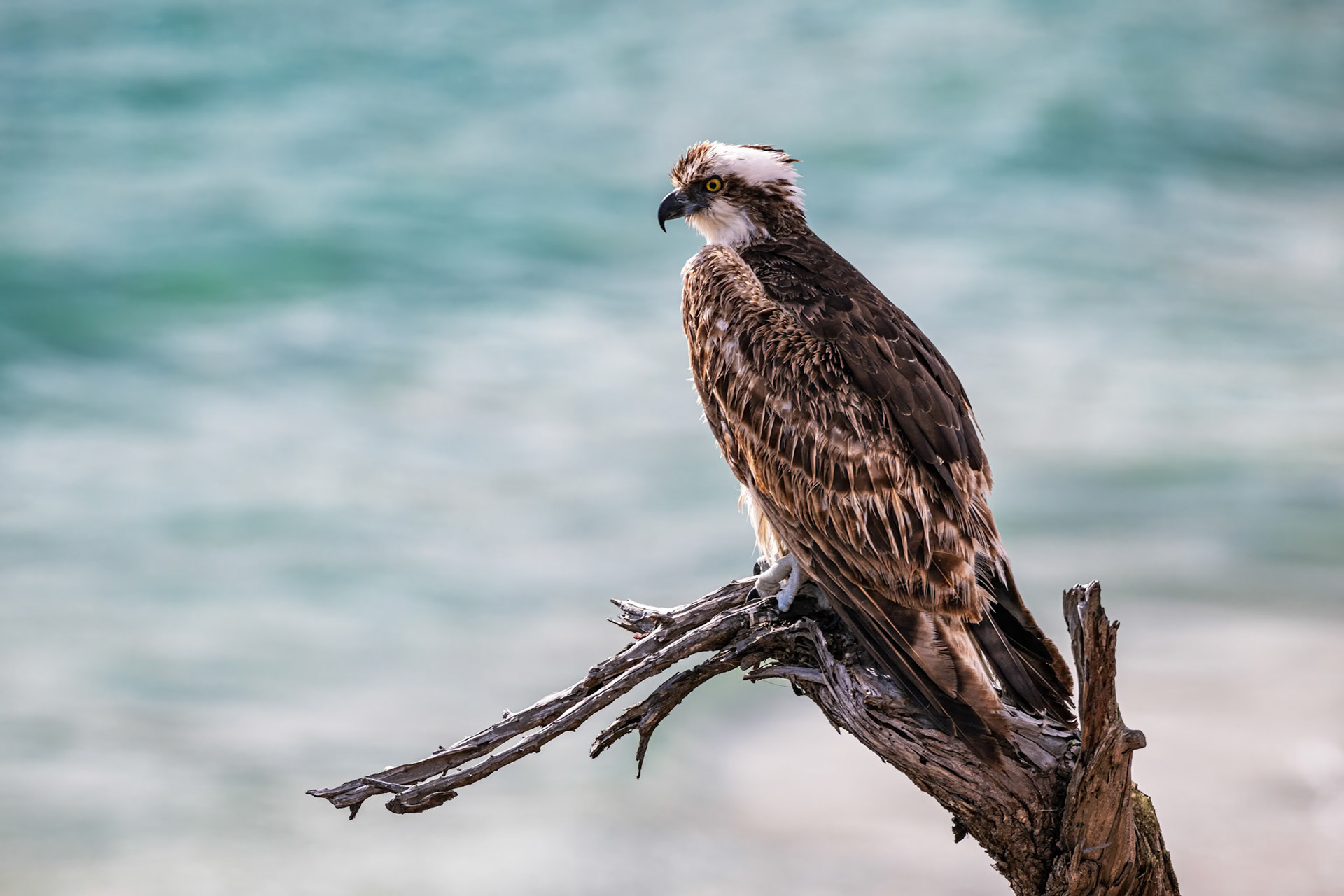 Osprey