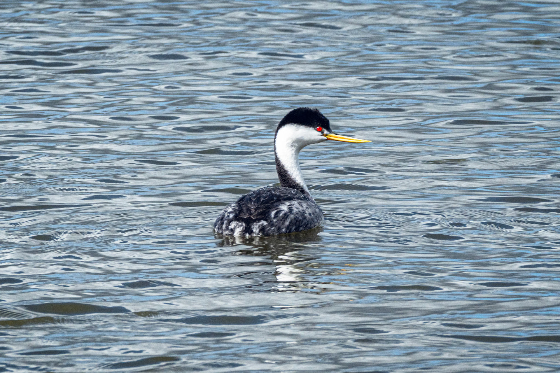 Western Grebe