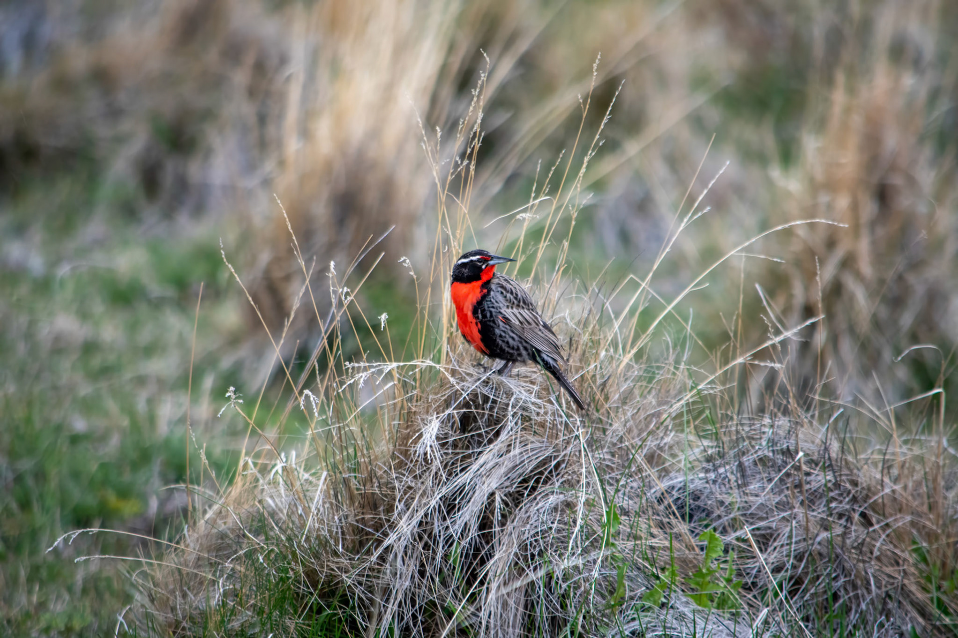Long-tailed Meadowlark