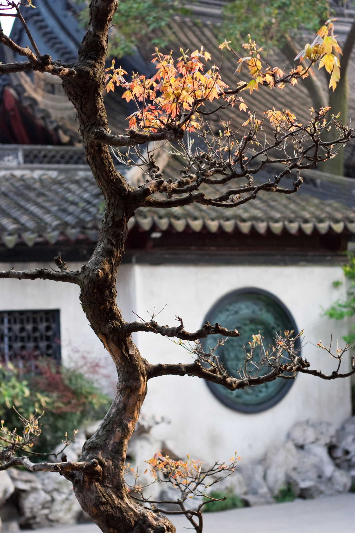 Detailaufnahme von Baum im Yu Garden in Shanghai