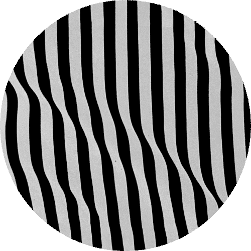 Animated gif: A flat image of rippling black and white stripes in vertical columns flips upside down on repeat. Each time it flips, a series of circles slightly wider than the columns run down the columns as if affected by gravity while inverting the colors of the stripes beneath them.