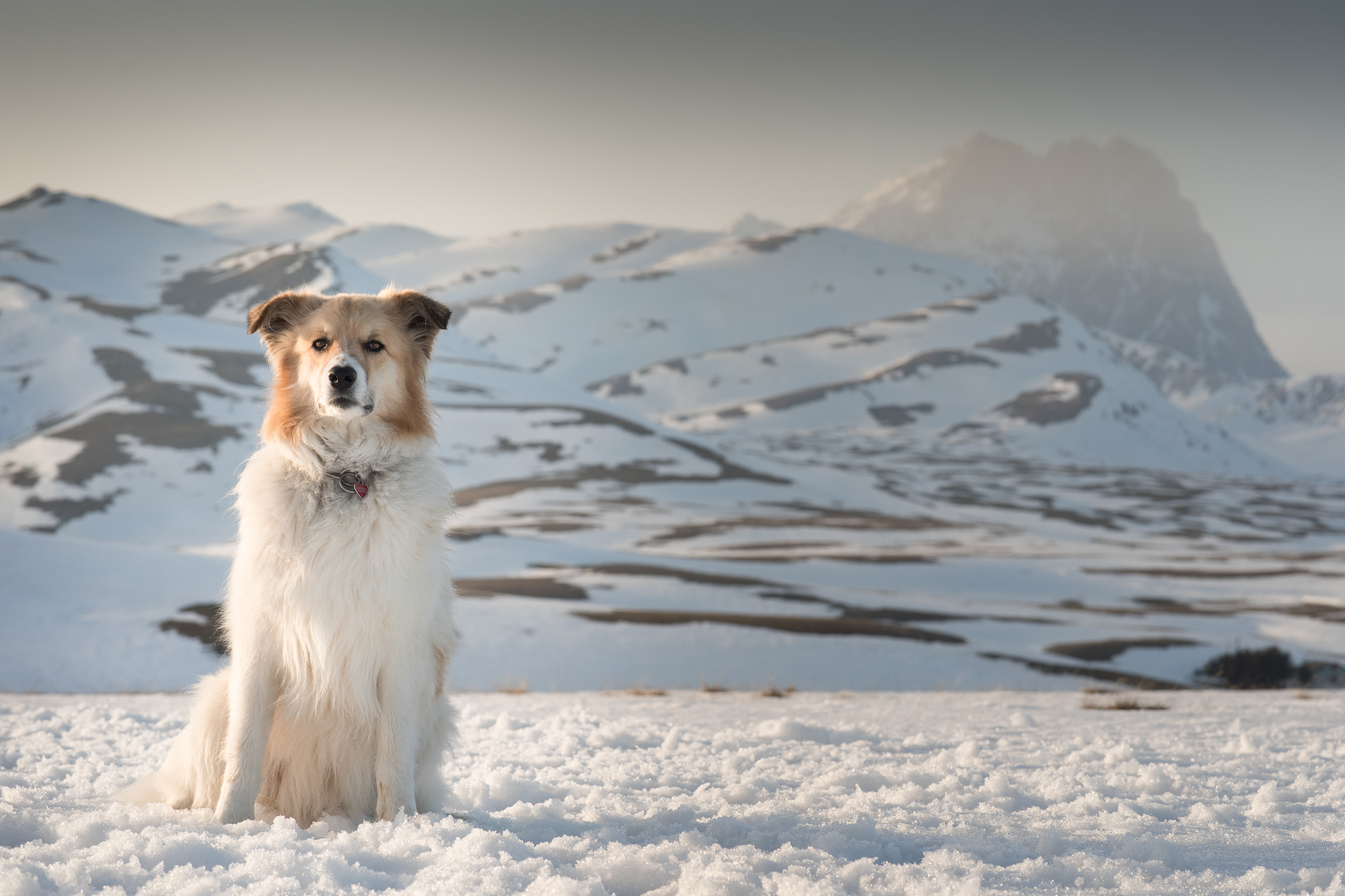 sherpa