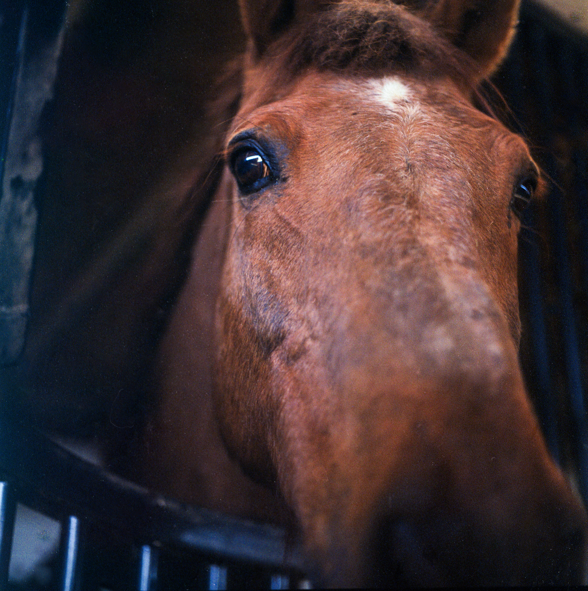 horses in my dreams 2/11