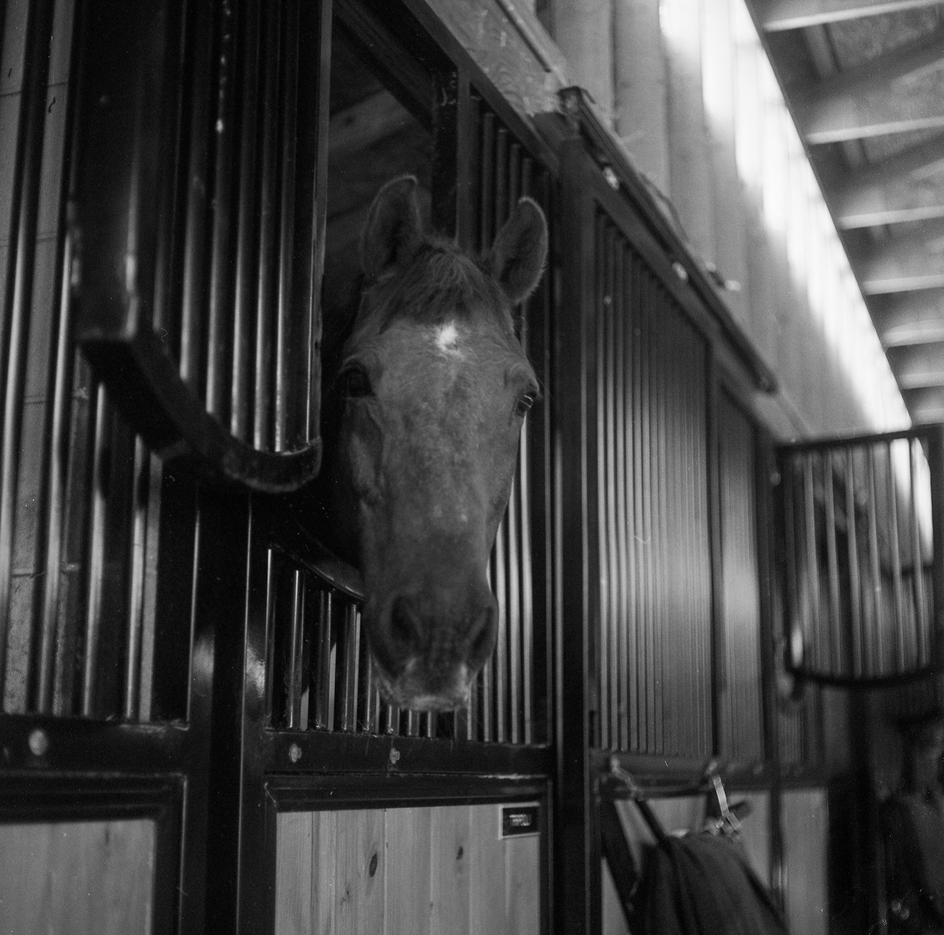 horses in my dreams 10/11