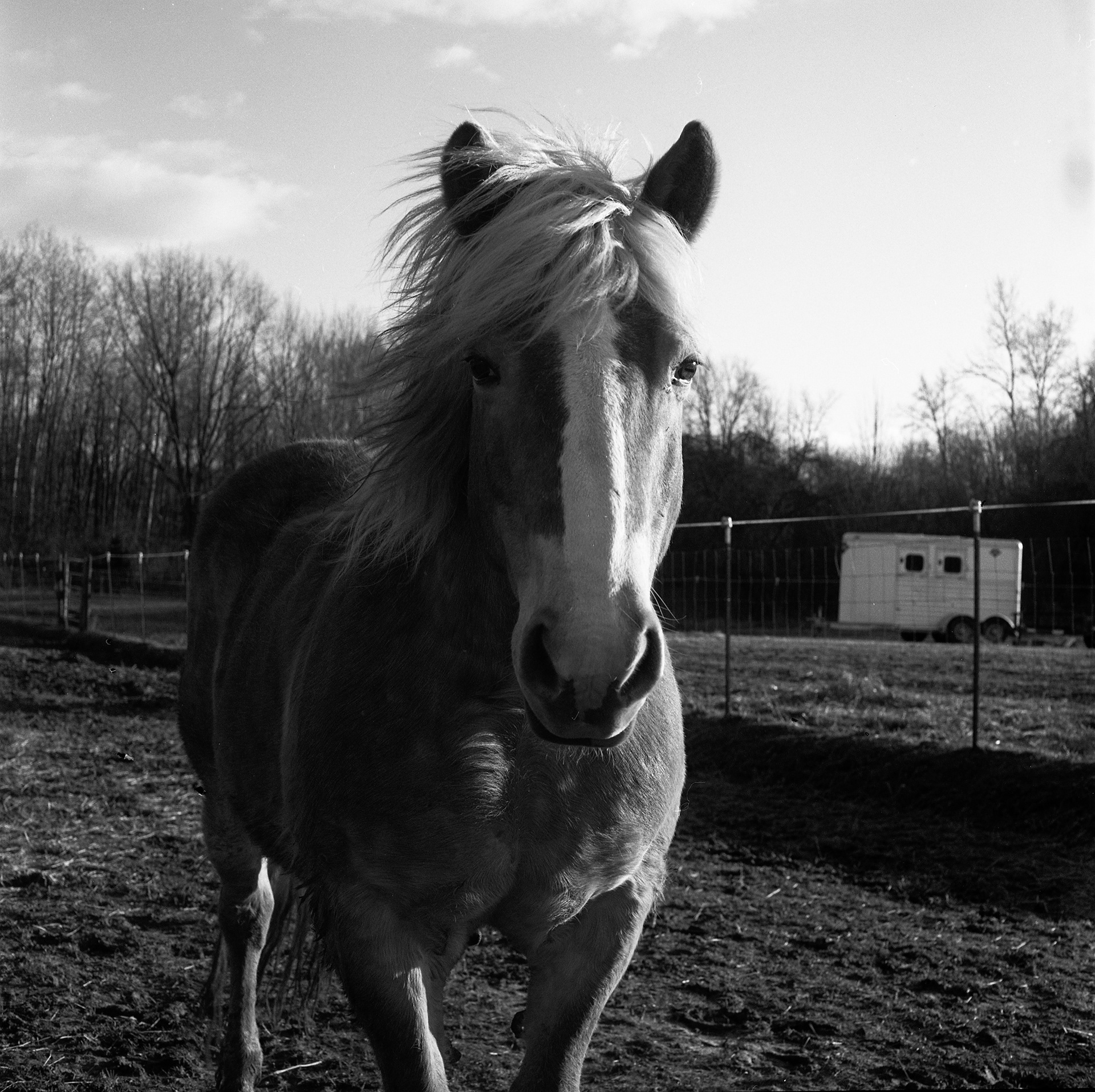 horses in my dreams 6/11