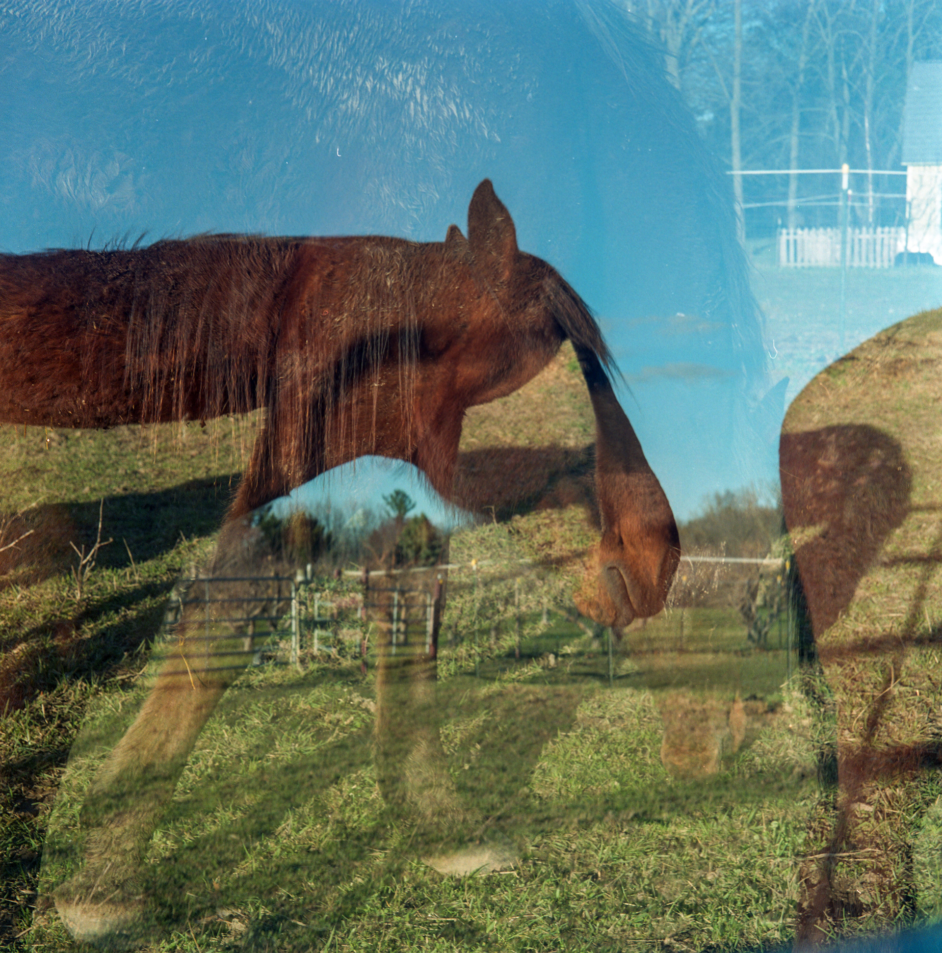 horses in my dreams 5/11