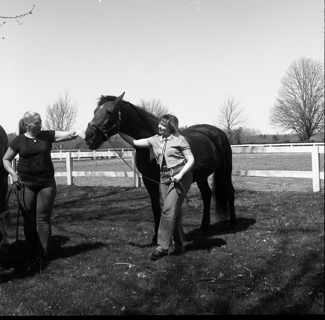 horses in my dreams 11/11