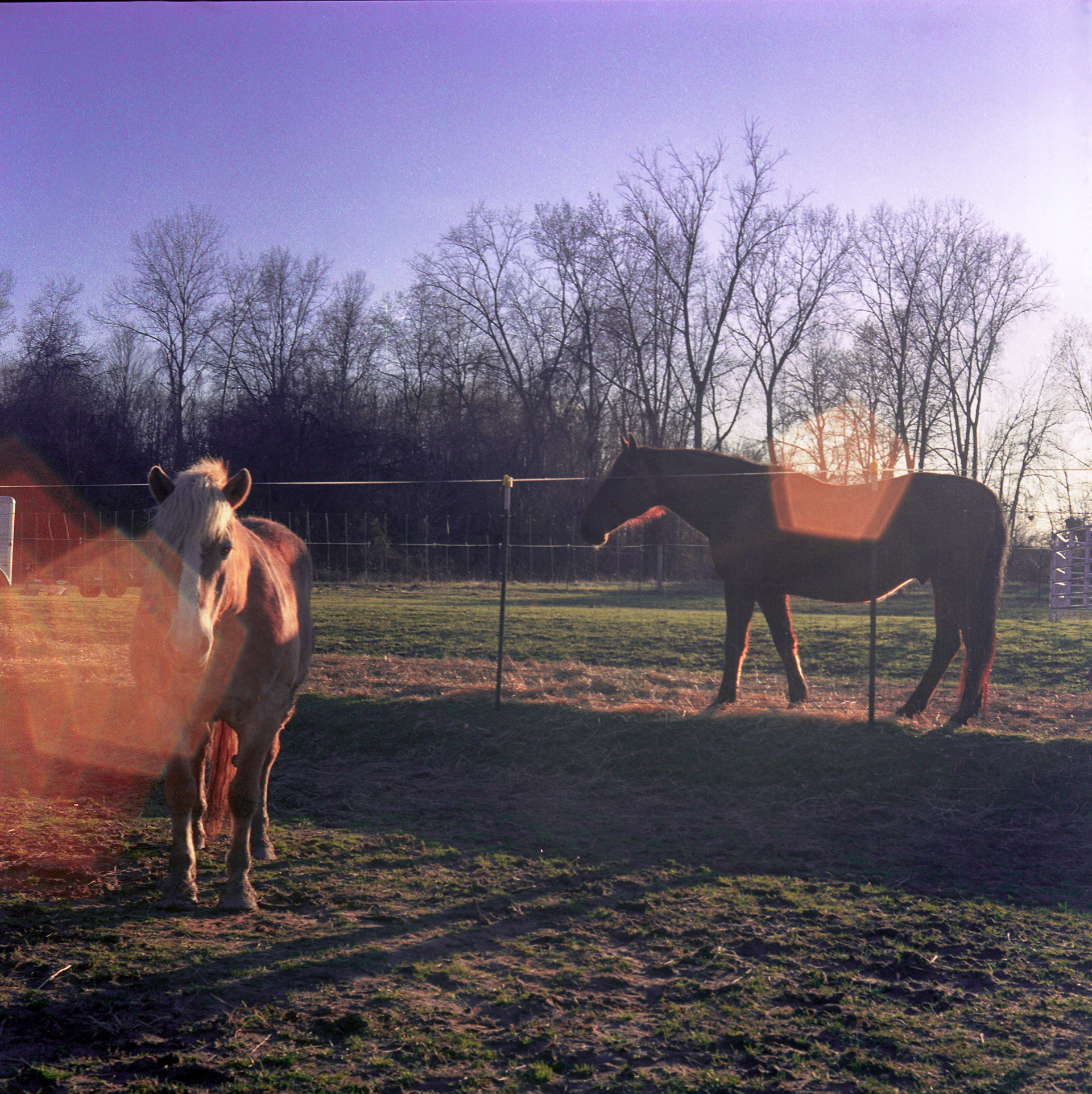 horses in my dreams 3/11