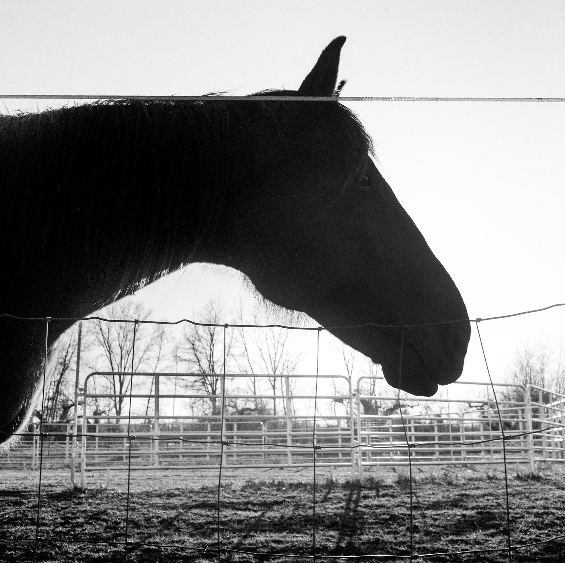 horses in my dreams 8/11