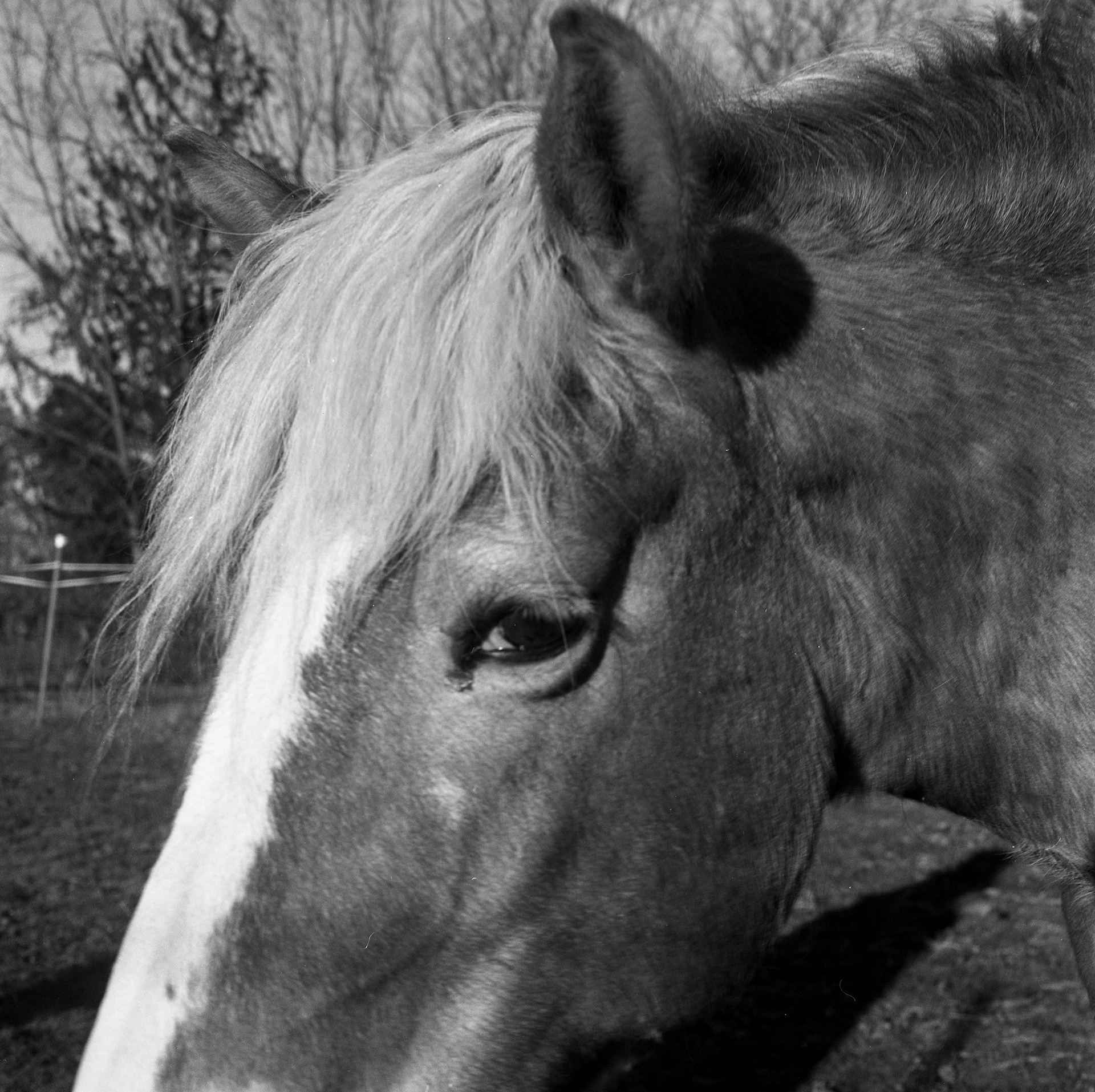 horses in my dreams 7/11