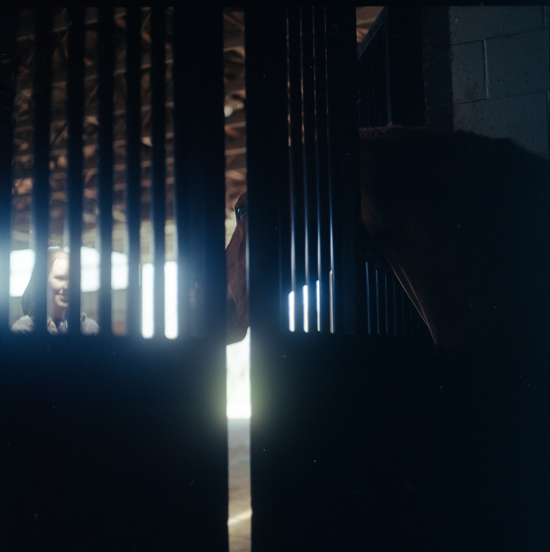 horses in my dreams 4/11