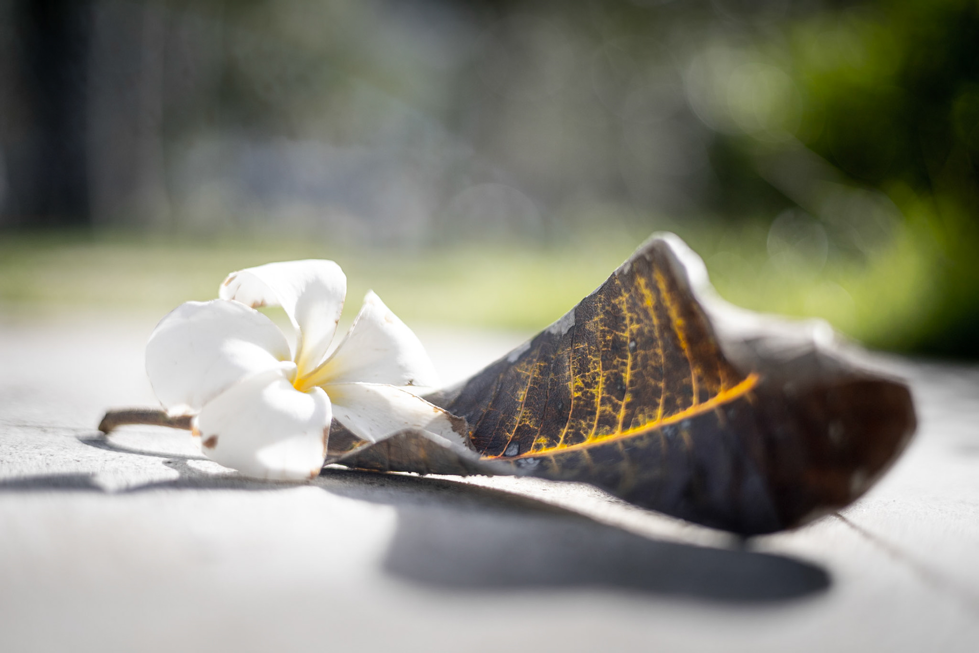 KAPIT | Depth | Canon EOS RP 50mm F 1.8 STM | ISO 100 f / 1.8 1/1000 sec