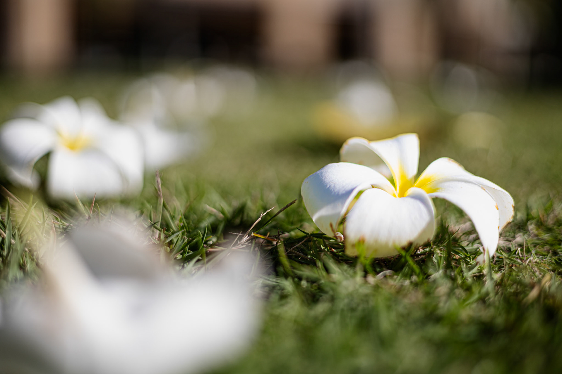 BANHAW | Depth | Canon EOS RP 50mm F 1.8 STM | ISO 100 f / 1.8 1/1000 sec