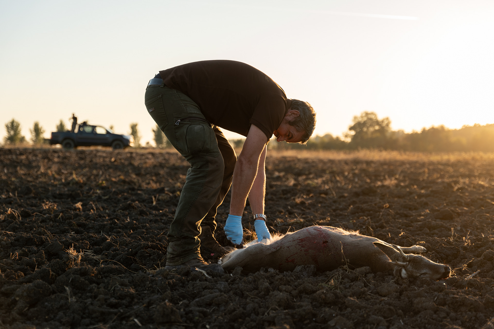 Tamás field-dresses the culled animals on-site as soon as possible to ensure rapid body heat loss, which prevents bacteria from growing on the surface of the carcass.The leftover entrails are consumed by predators.