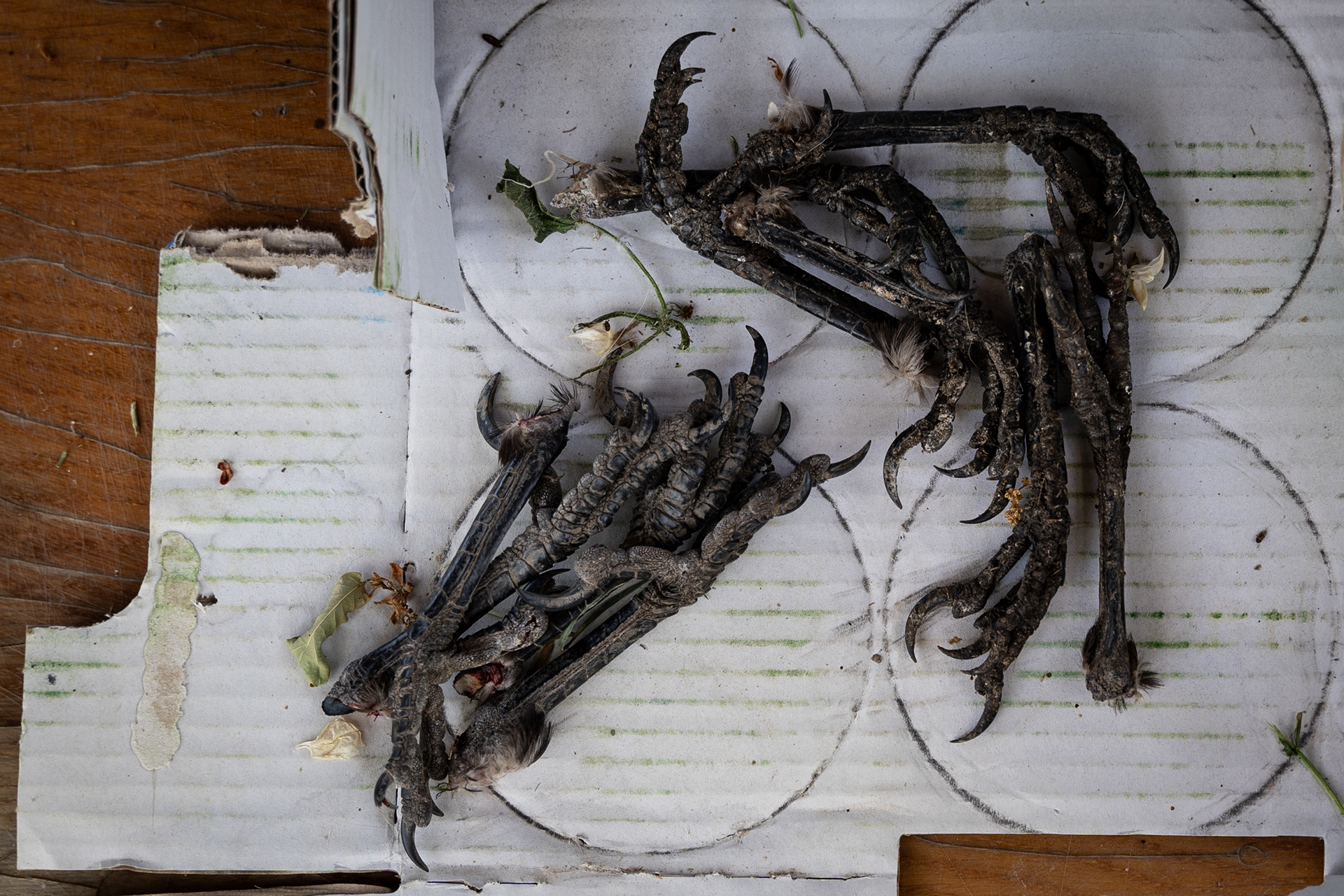 Estimating predator populations is also part of the job. Based on this, the hunting authority sets the minimum quota, monitored by the regional chief gamekeeper. Afterward, “predator signs” (magpie legs, fox ears, etc.) are destroyed.
