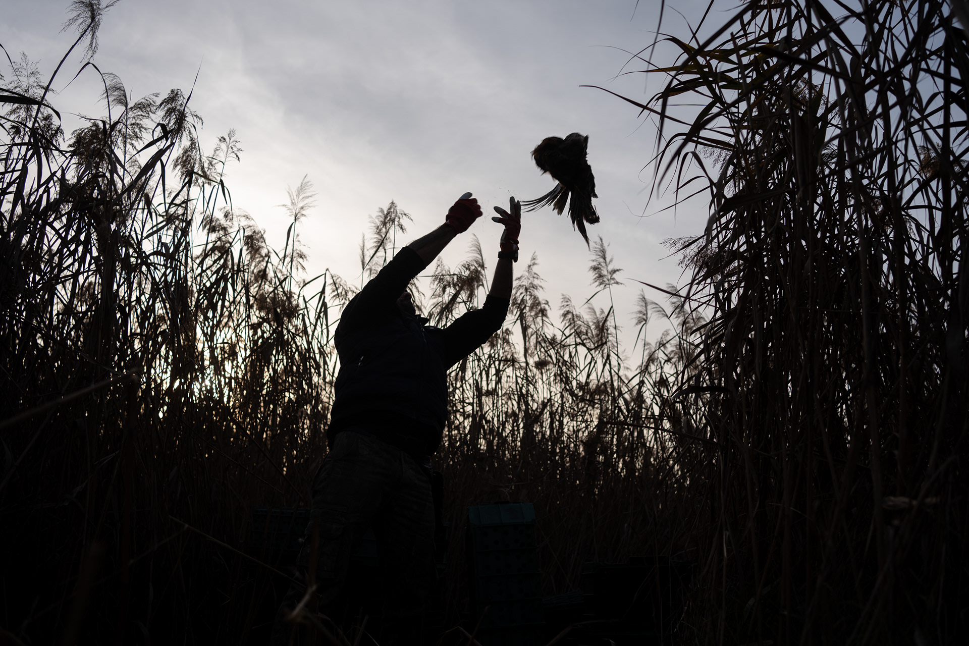 Releasing pheasants before the hunt.