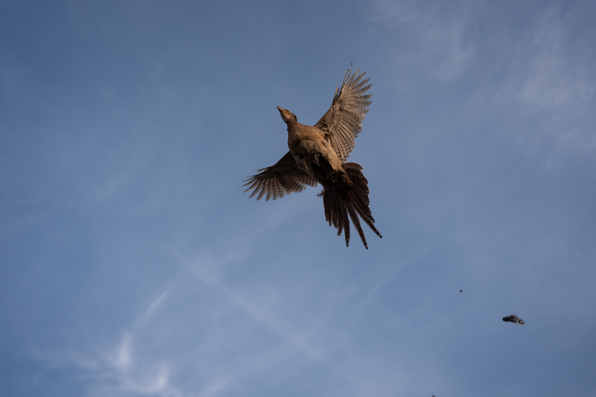 According to the 2023/24 report of the Wildlife Management Database, the estimated pheasant population in Hungary exceeds 571,000. In 2024, more than 700,000 birds were reported for planned artificial pheasant breeding.