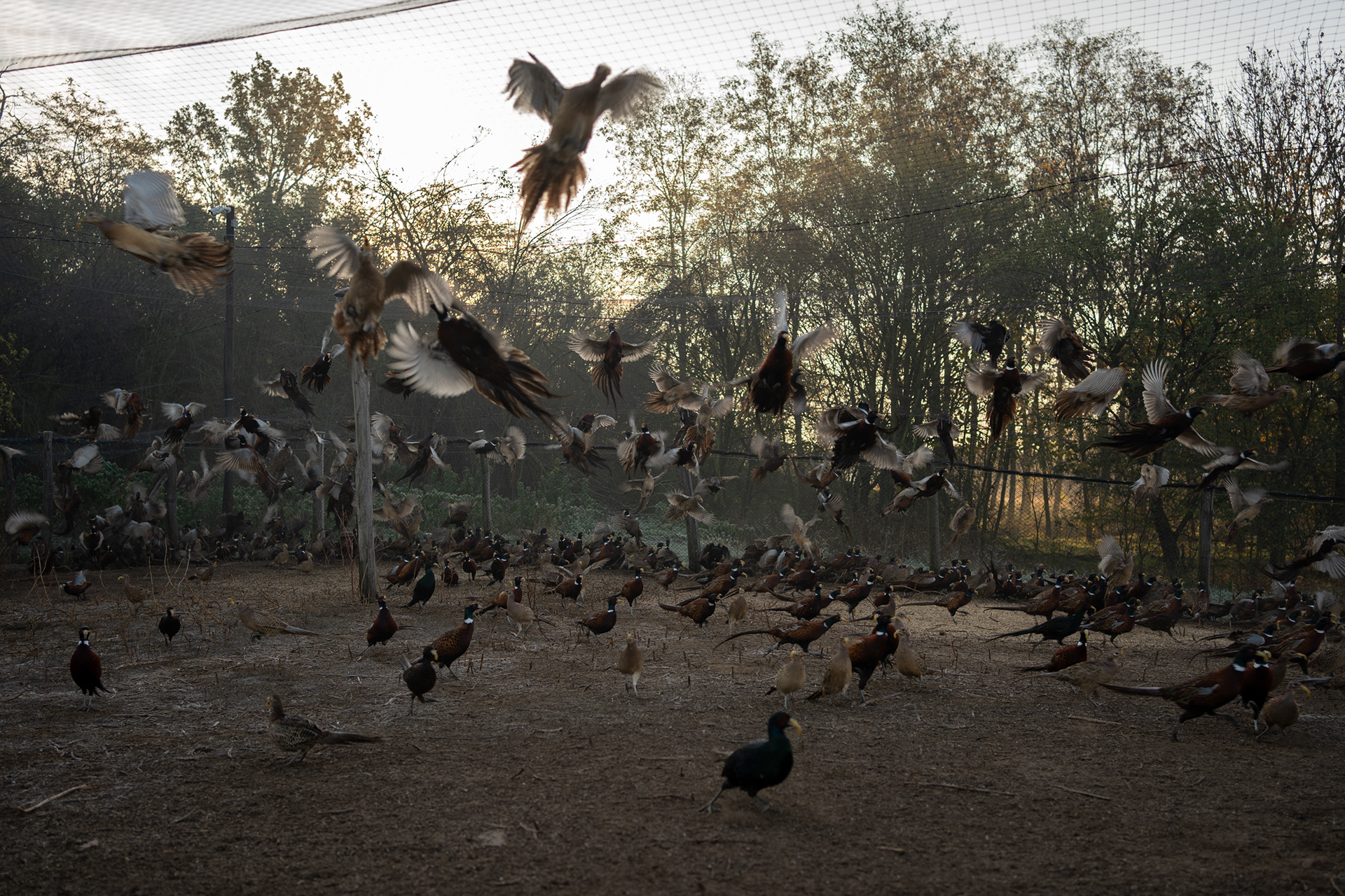 Artificial game breeding requires meticulous care and attention, adhering to strict regulations regarding animal husbandry conditions.