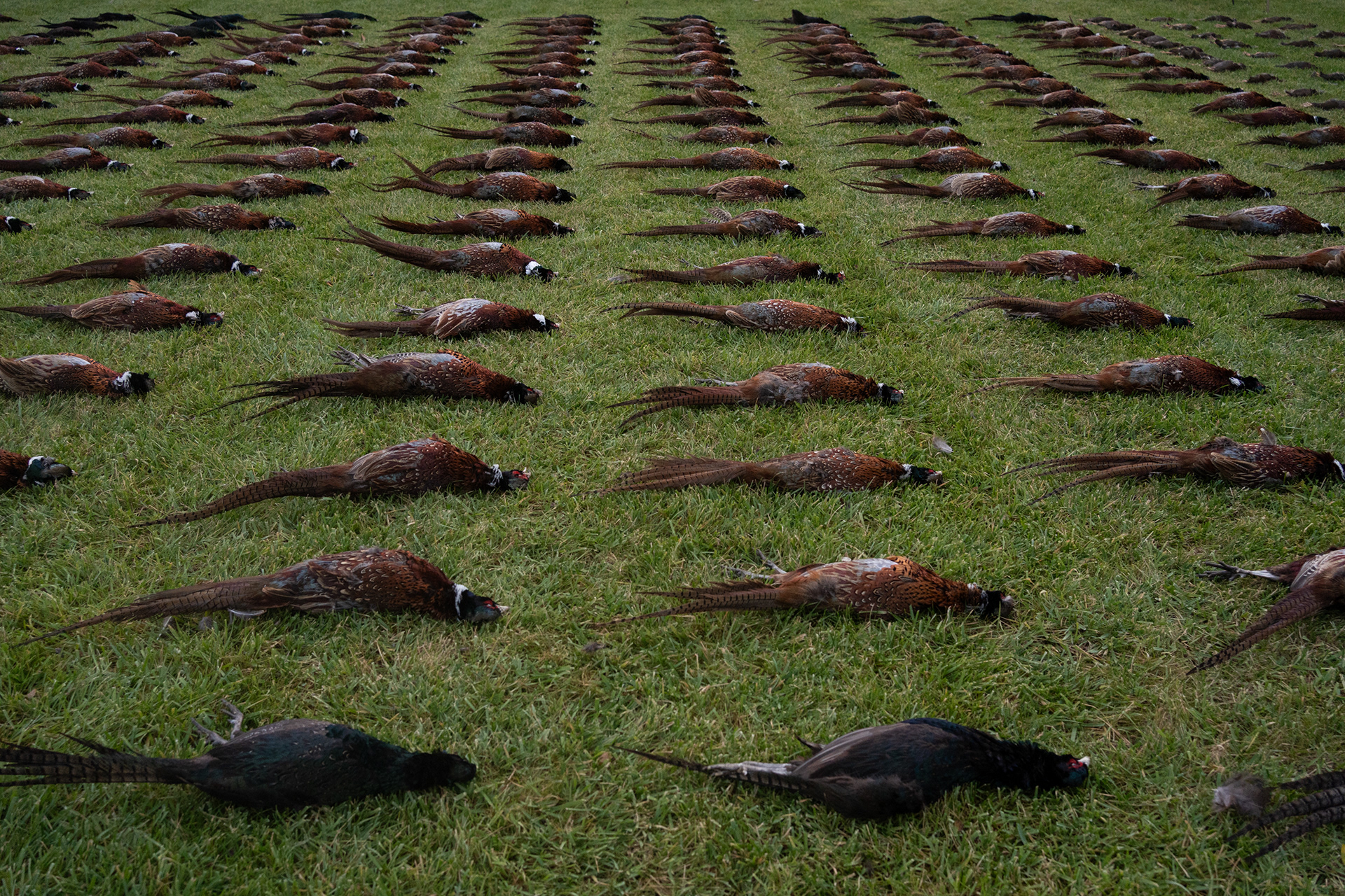At the end of a hunt, it is customary to pay final respects to the game. This tradition includes laying out the animals, preparing the game display after the hunt, followed by a ceremonial tribute.