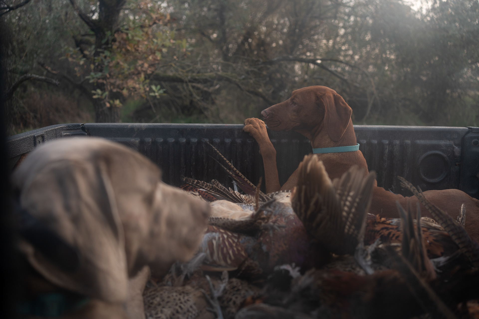 Of the 700,940 pheasants reported for planned artificial breeding, 629,970 are designated for 'planned release for hunting,' while 70,935 are intended for 'planned release for natural population replenishment.'