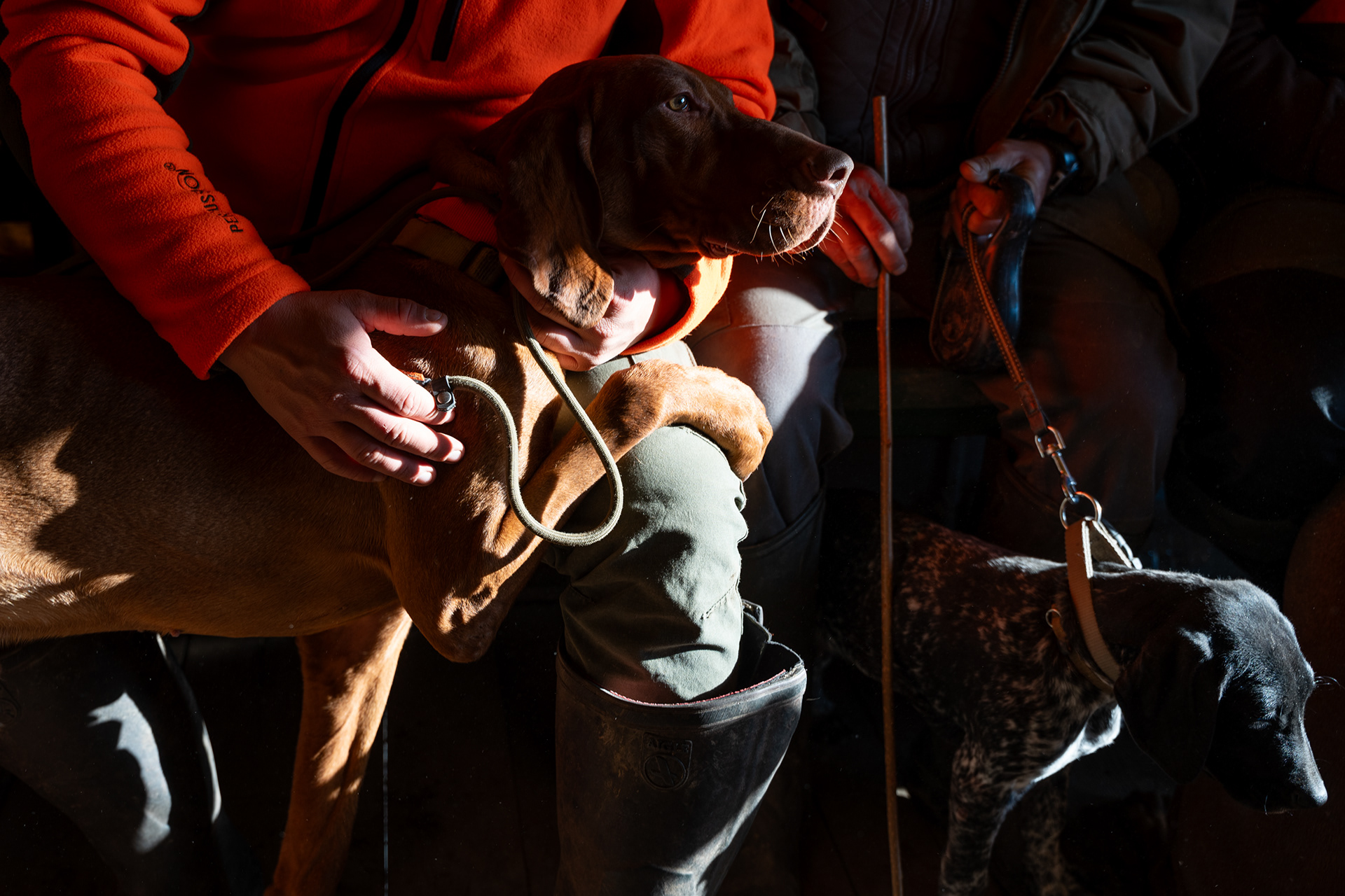 Hunting dogs perform both searching and retrieving tasks during a small game hunt.