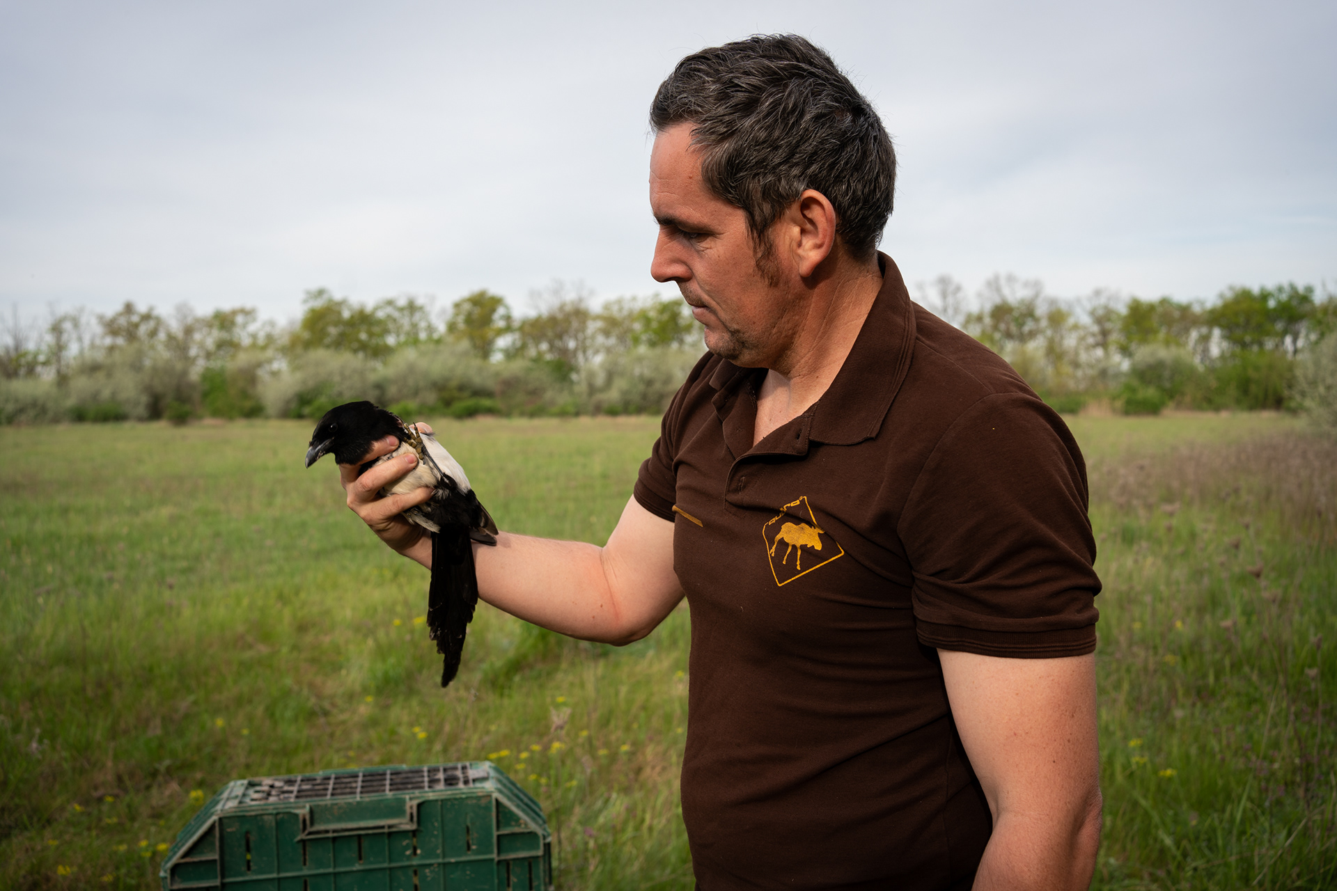 Culling magpies, notorious for nest robbing, is a challenging task. These highly intelligent birds are mainly captured using traps.