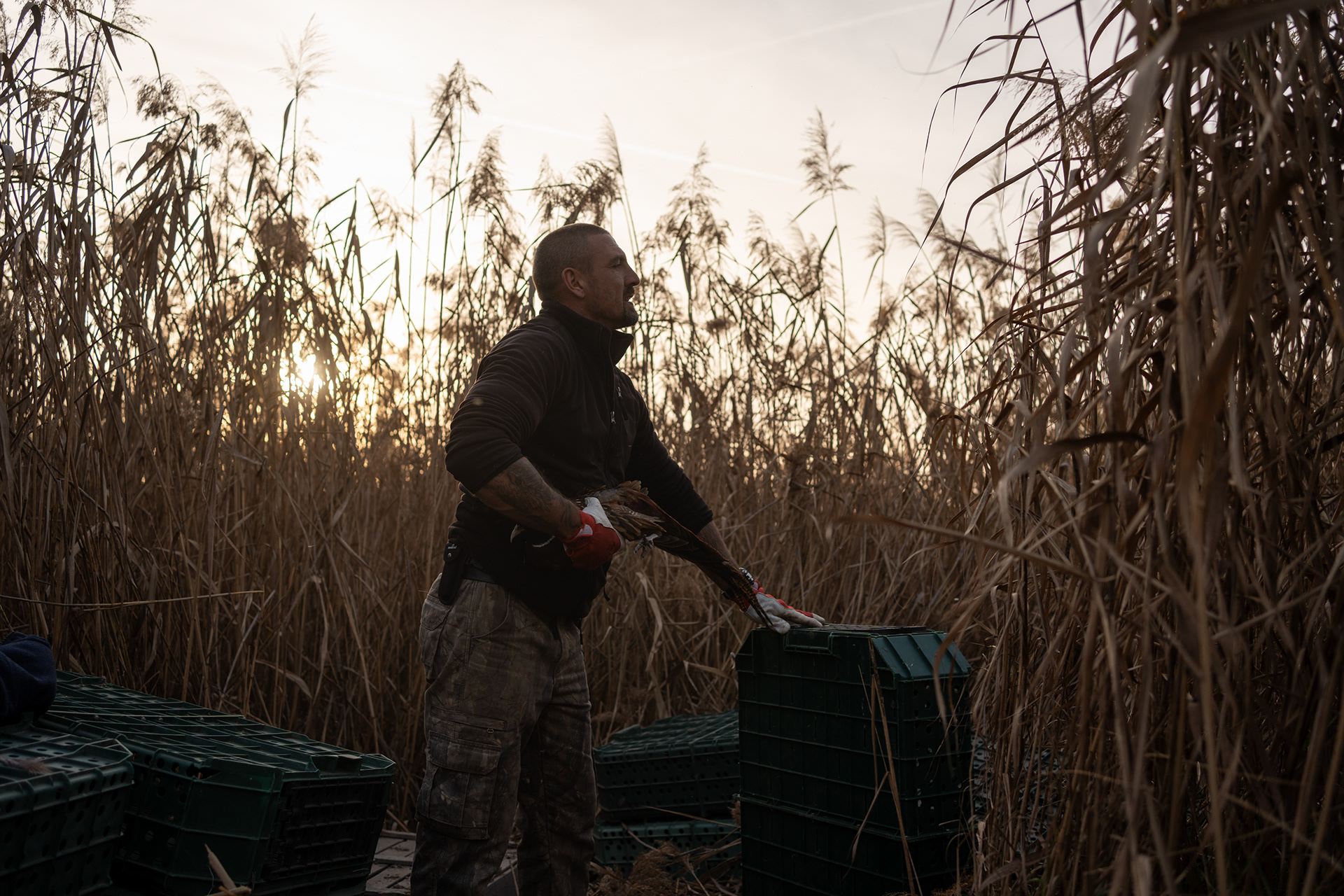Releasing pheasants before the hunt.