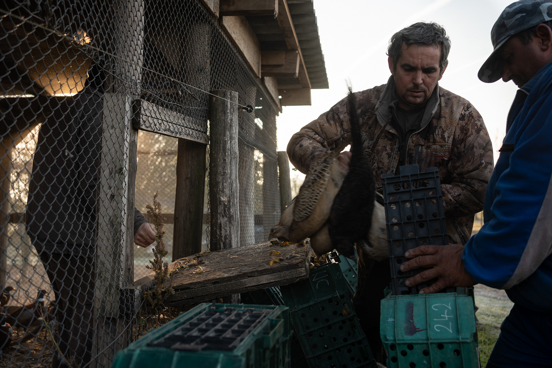 The pheasants are transported from the farm in crates for release in the hunting area. Releasing the reared birds for hunting requires prior veterinary approval.