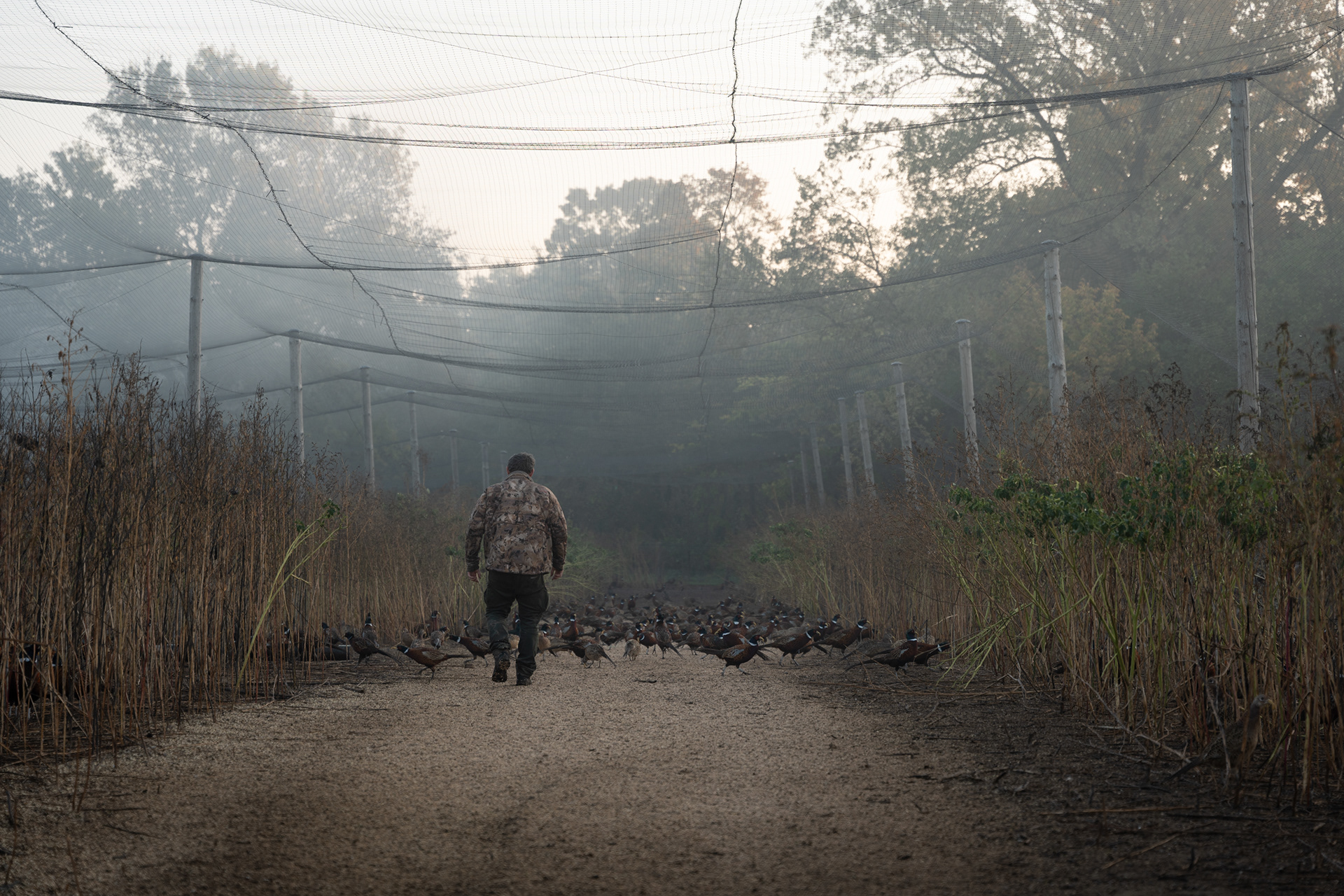 With the decline of natural habitats, operating pheasant farms like these becomes necessary, ensuring the tradition of hunting and the sustainability of the wildlife population.