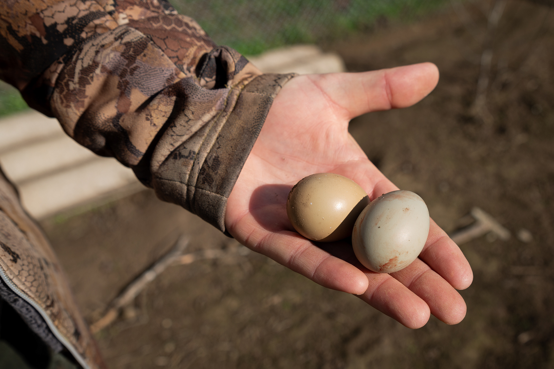 Pheasant eggs. Around Lake Tisza, wildlife habitats are shrinking. As a result, the hunting association maintains a pheasant farm to support hunting activities, with part of the population replenishment coming from here.