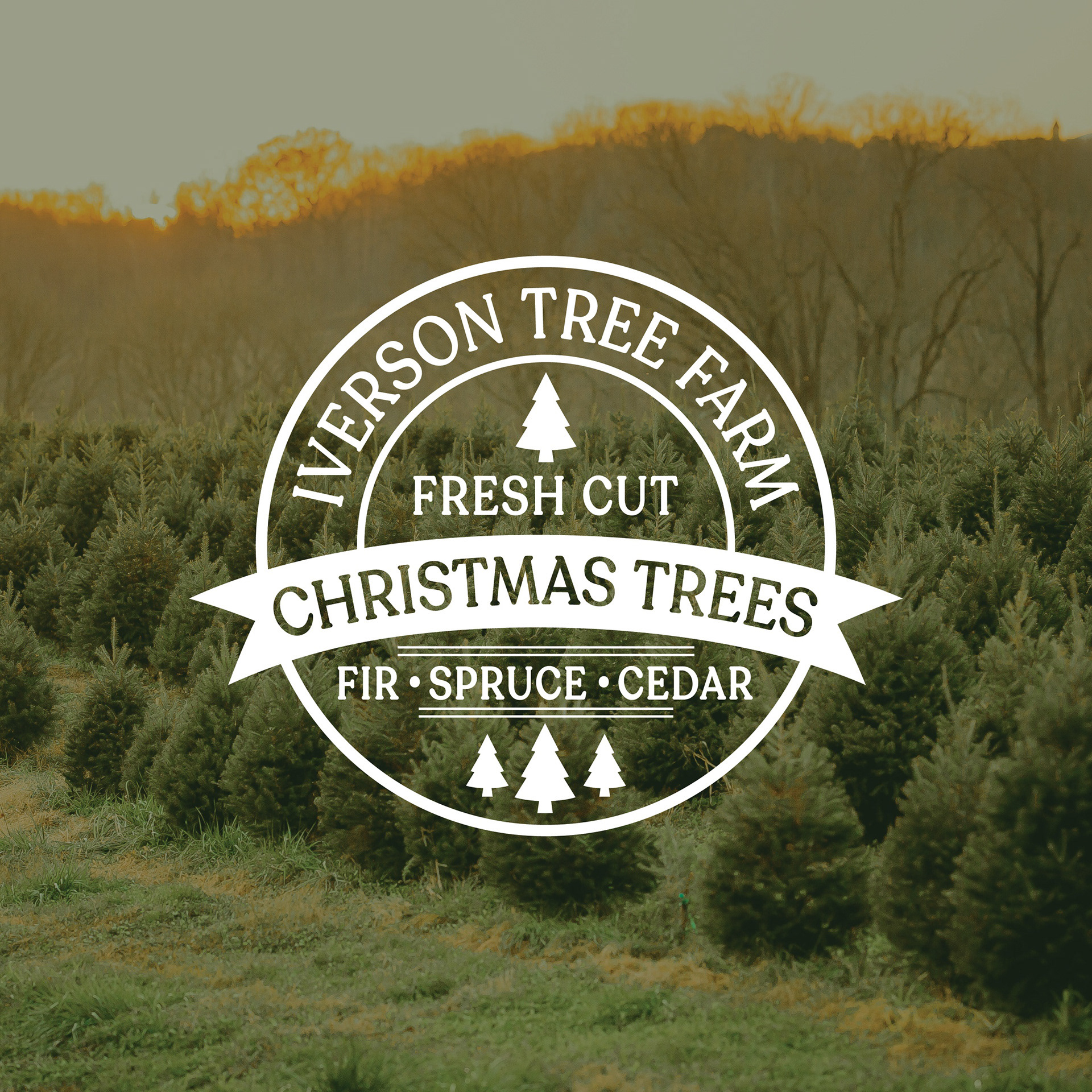 Iverson tree farm