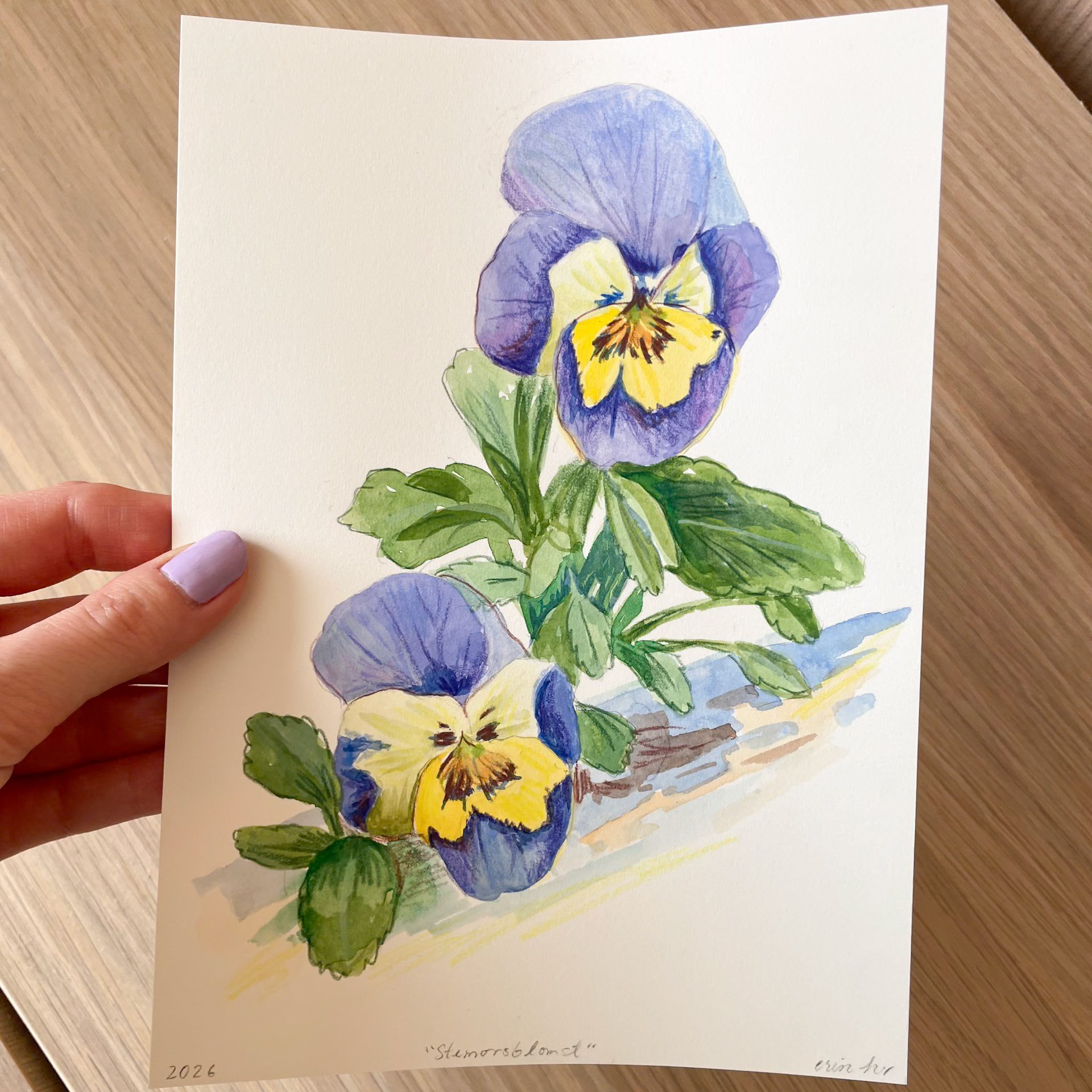 Stemorsblomst