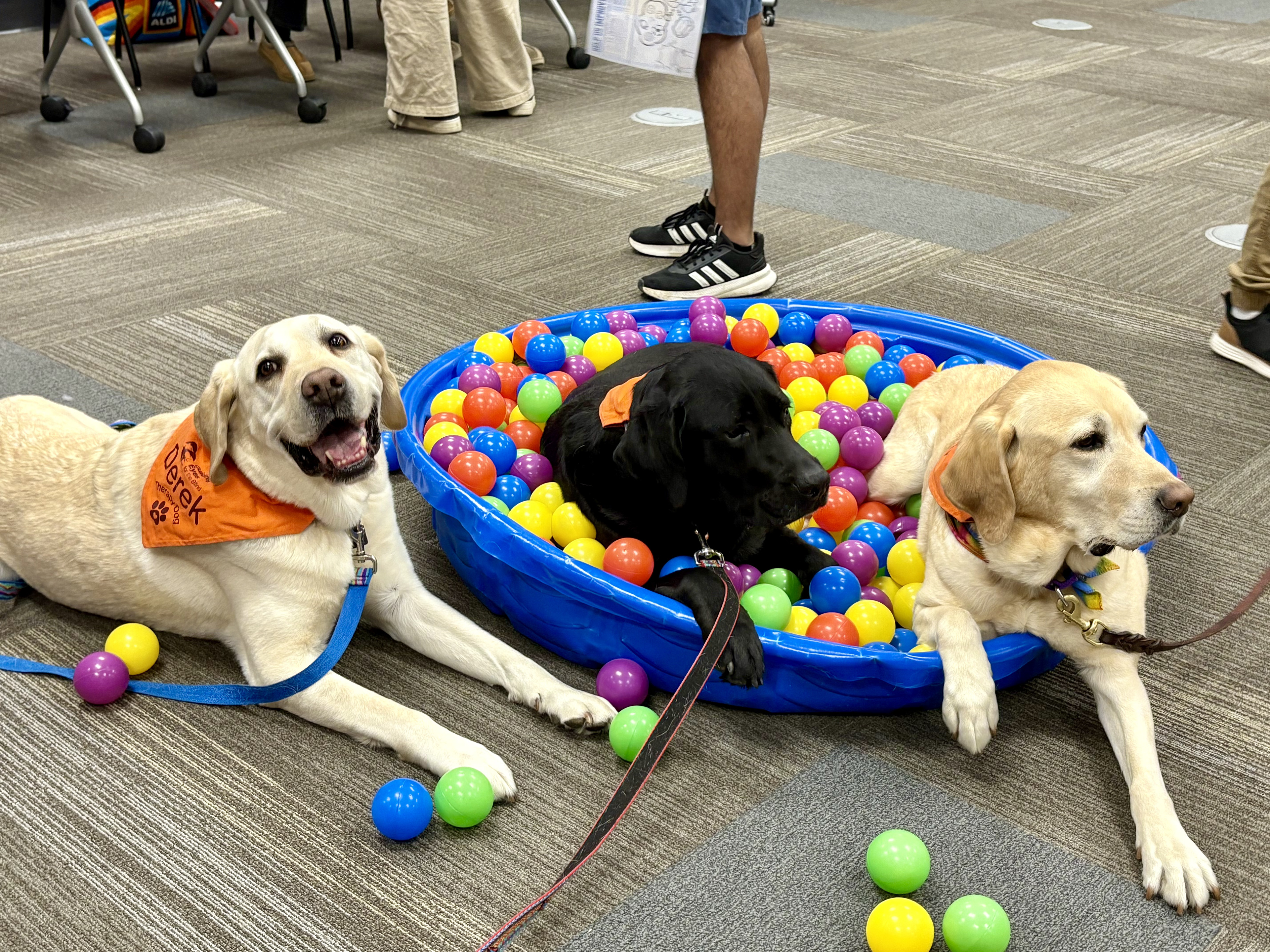 Blacksburg, Virginia, March 28, 2025 — Paws in Play: Therapy dogs Epcot, Josie, and Derek having a blast in the ball pit during the birthday celebration.
