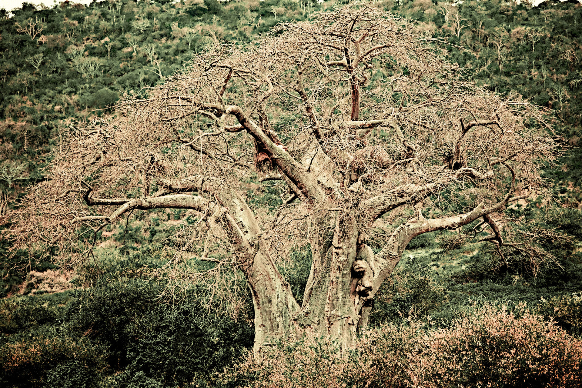 Boabob Treee